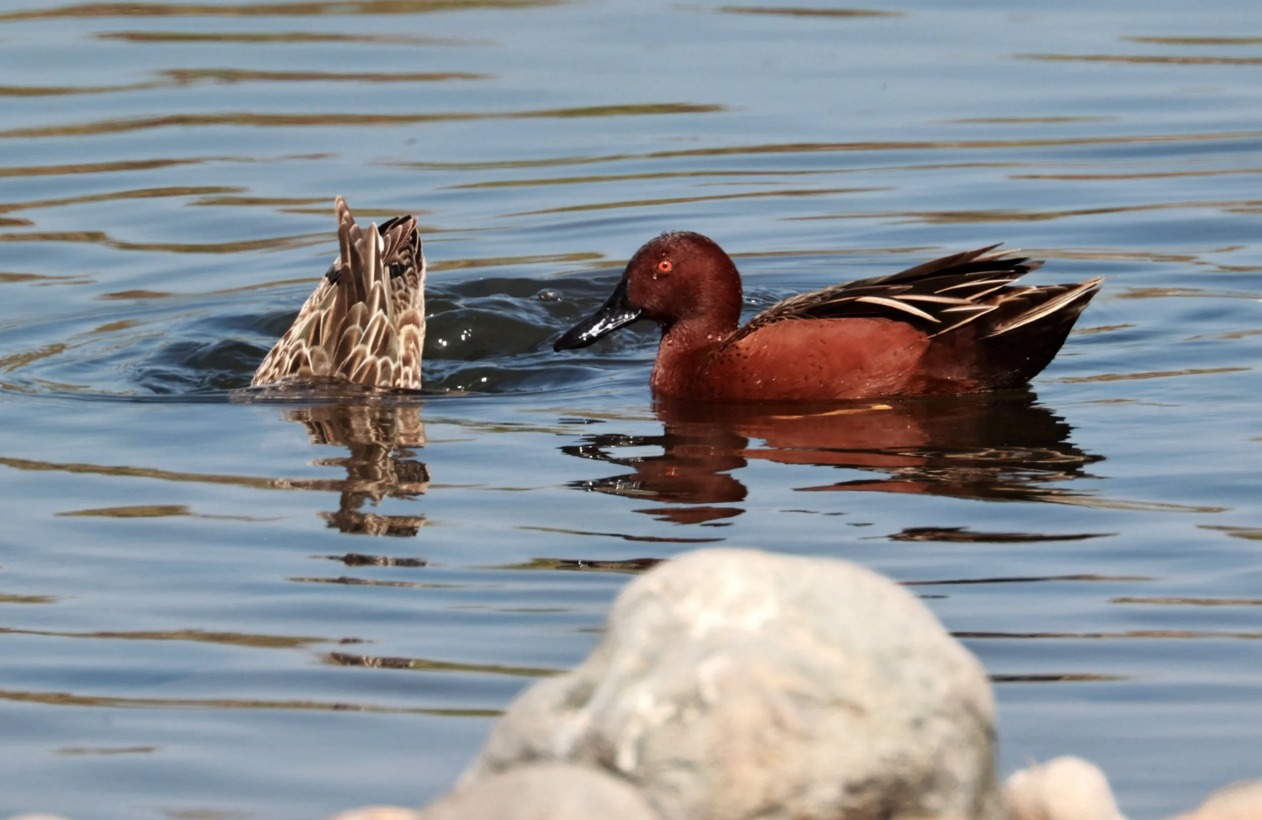 Duck - Cinnamon Teal - Spatula cyanoptera - Arica, Chile & Coastline South (14).jpg