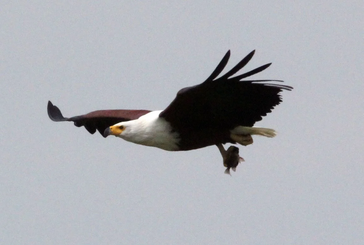Haliaeetus vocifer - AFRICAN FISH EAGLE - MURCHISON FALLS NATIONAL PARK UGANDA (13).JPG