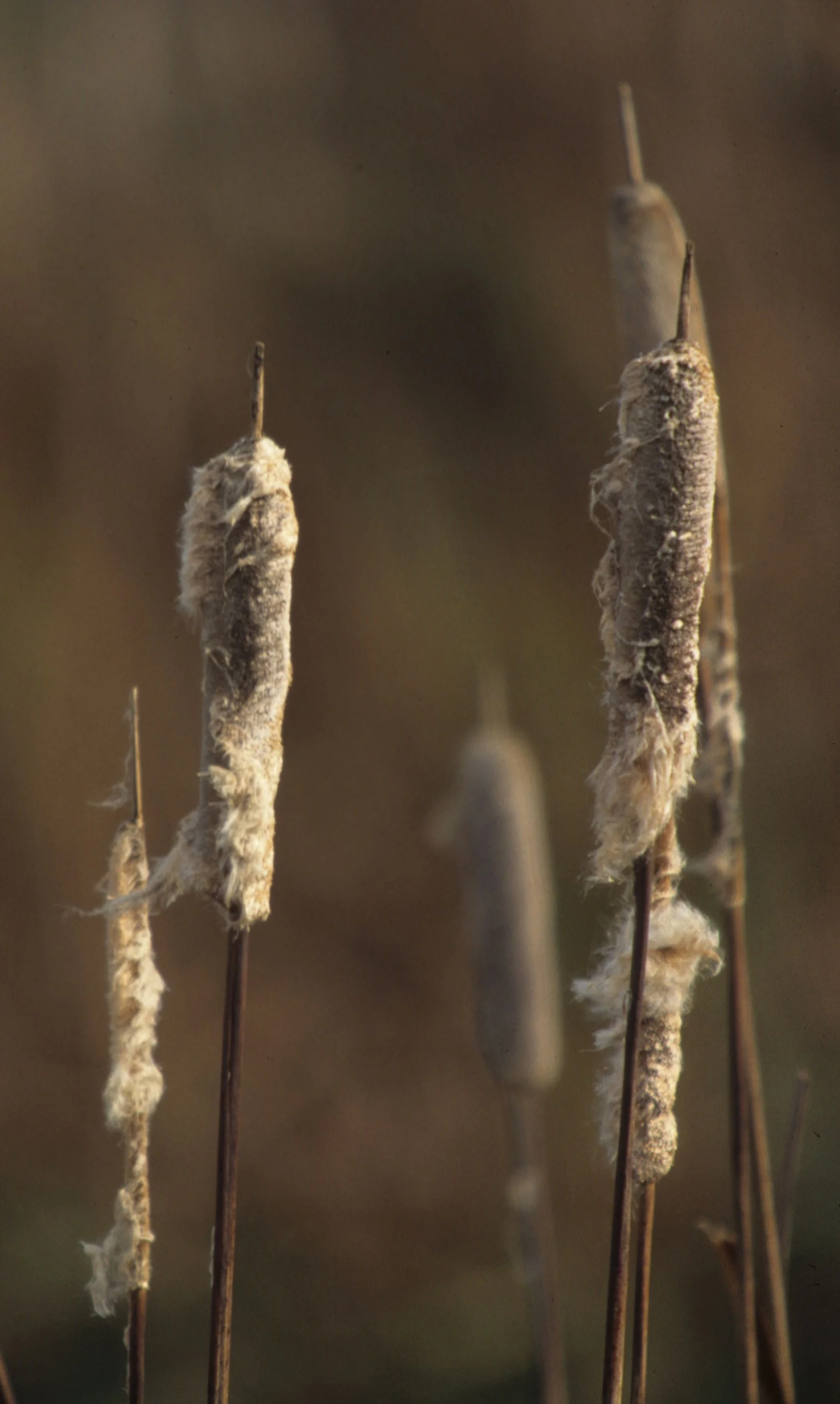 POINT REYES - CATTAIL SPECIES - JACK LONDON STATE PARK.jpg