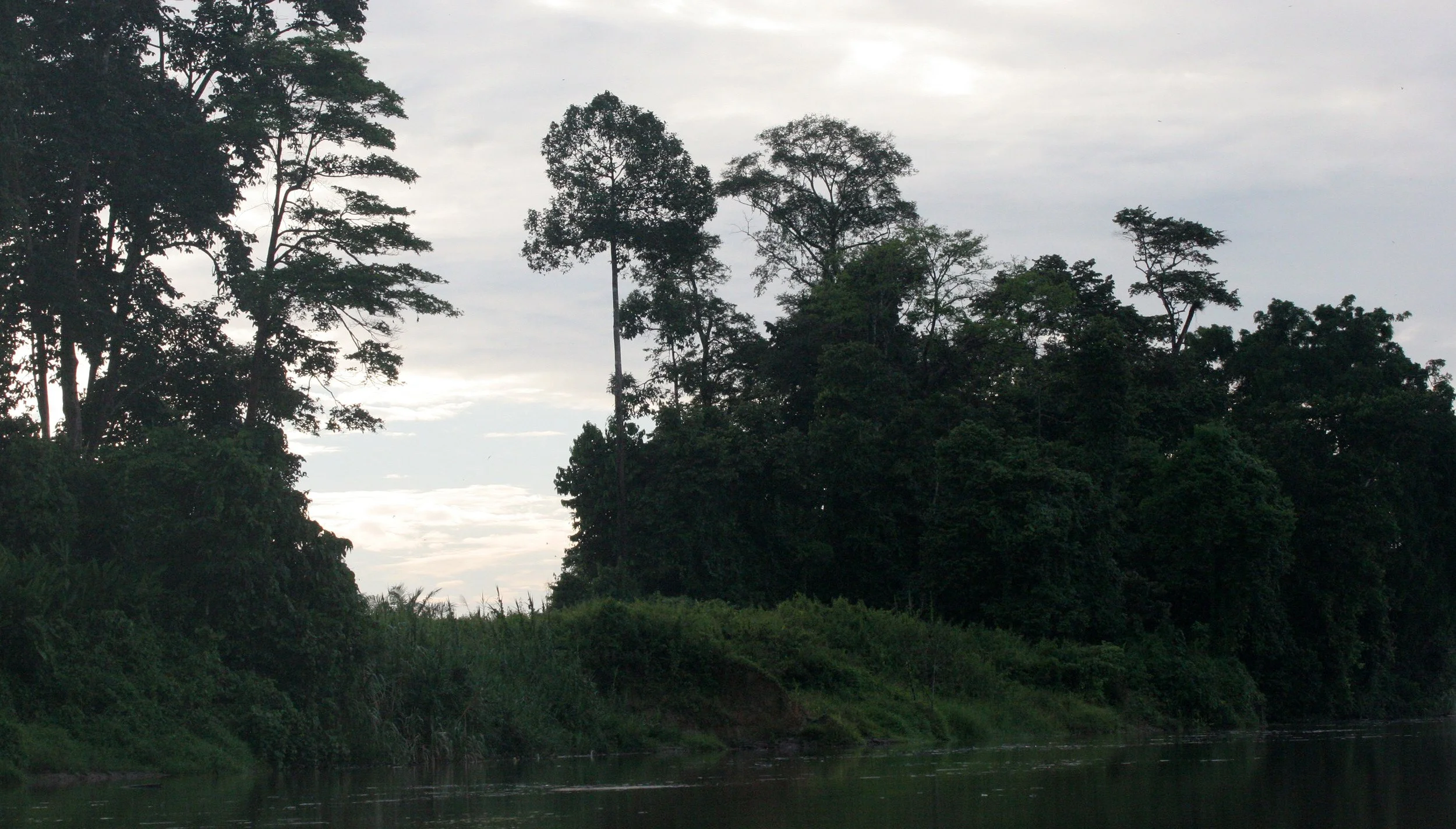 KINABATANGAN RIVER BORNEO  - FOREST DEVASTATION.JPG