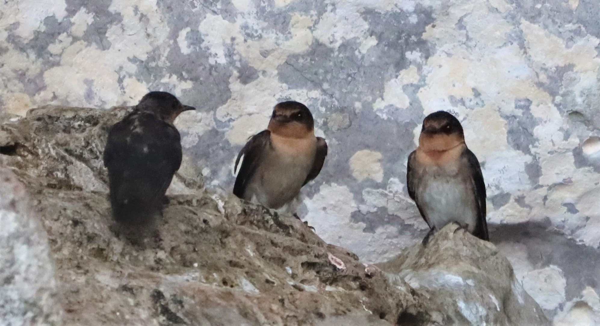 Barn Swallow (Hirundo rustica) Ao Phang Nga NP Thailand (14).jpg