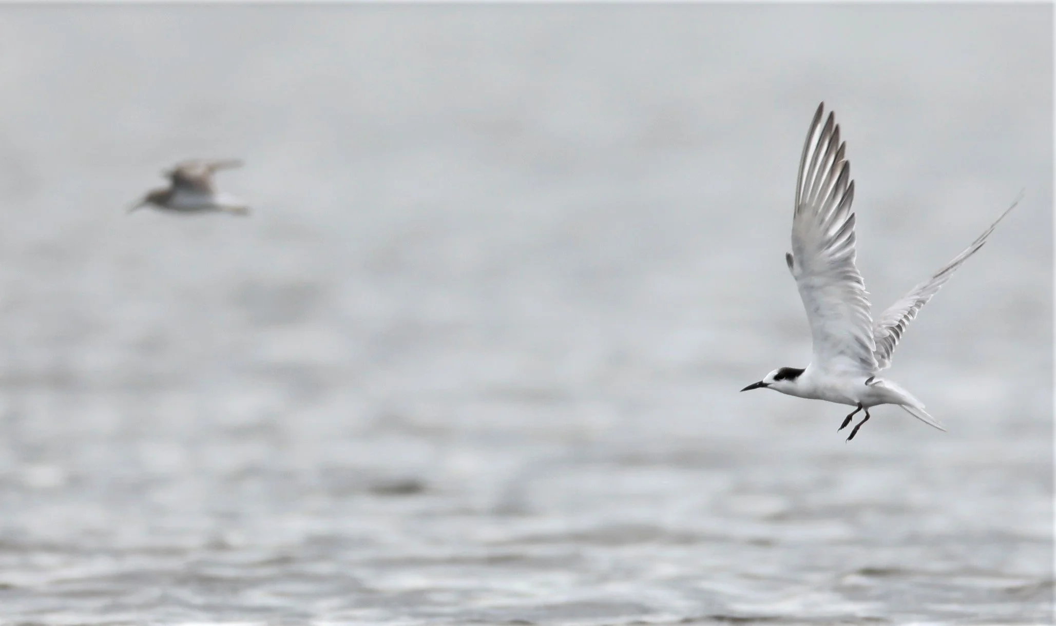 TERN - COMMON TERN - Sterna hirundo - BANG PAKONG SALT PANS CHACHOENGSAO WEST OF RIVER (5).jpg