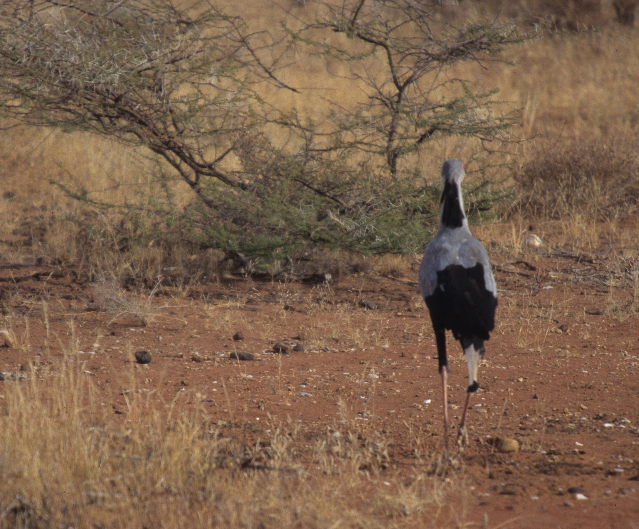 BIRDS - SECRETARY BIRD D.jpg