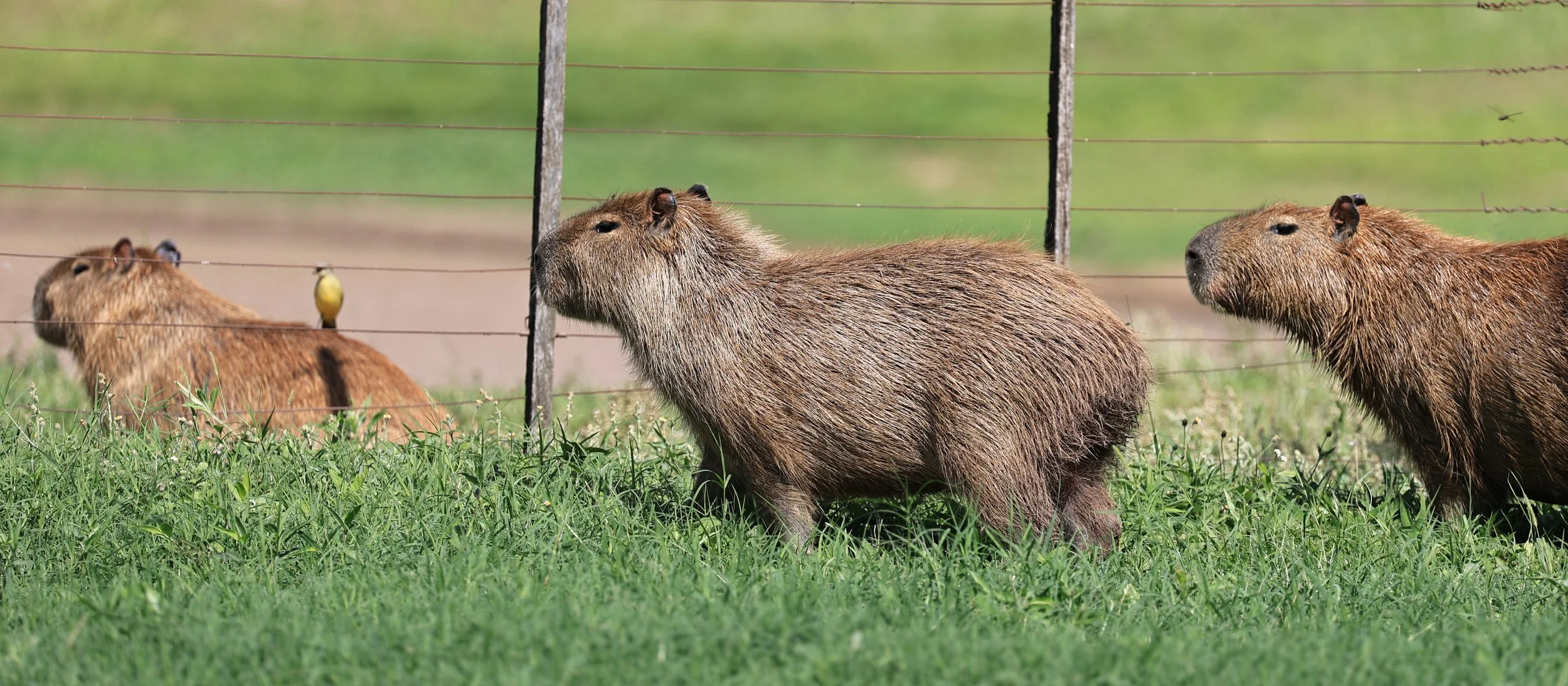 Capybara (Hydrochoerus hydrochaeris) Loma Plata Paraguay - Brunnen Strasse (36).jpg