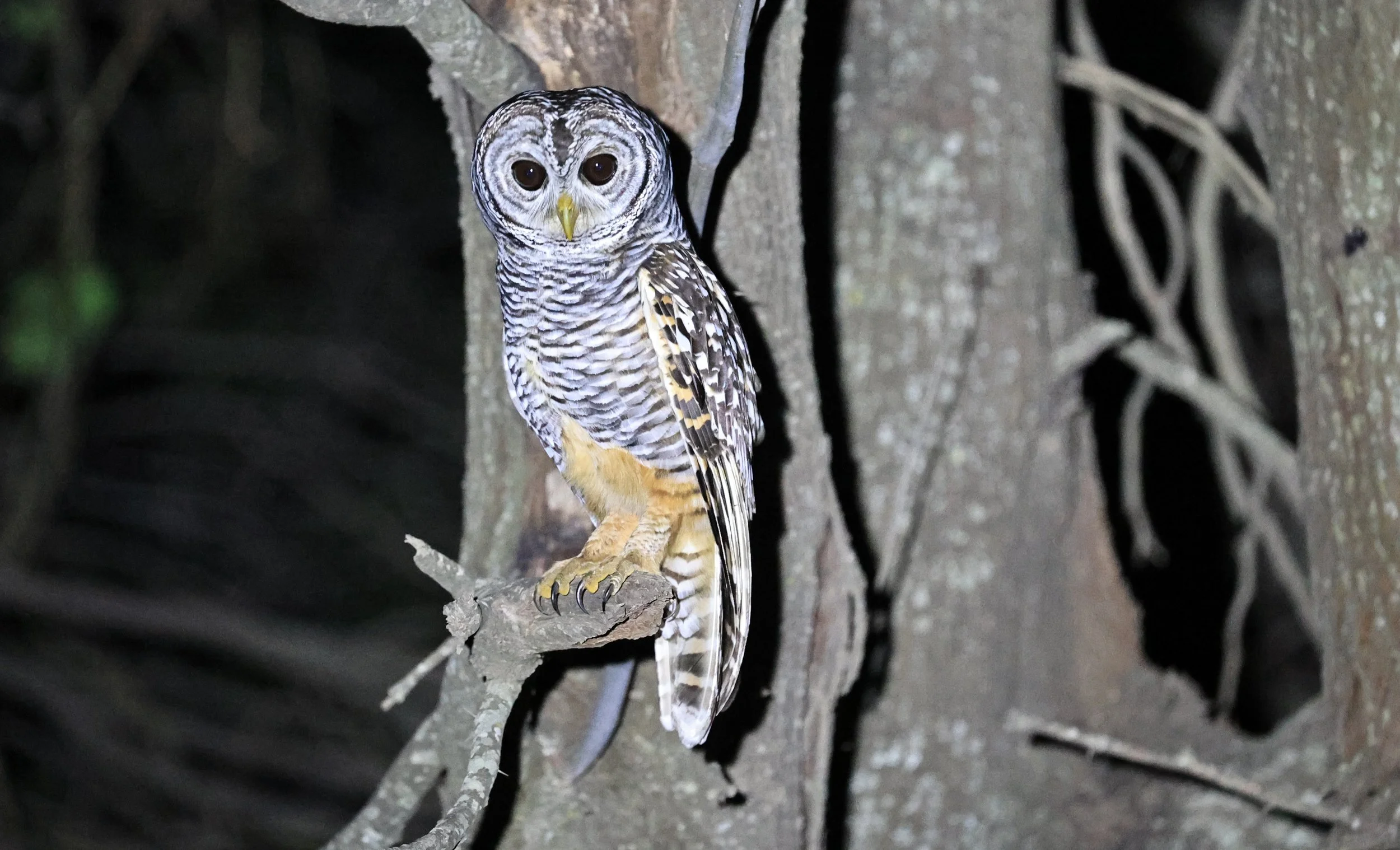 Chaco Owl (Strix chacoensis) Estancia Campo'í Paraguay (58).jpg