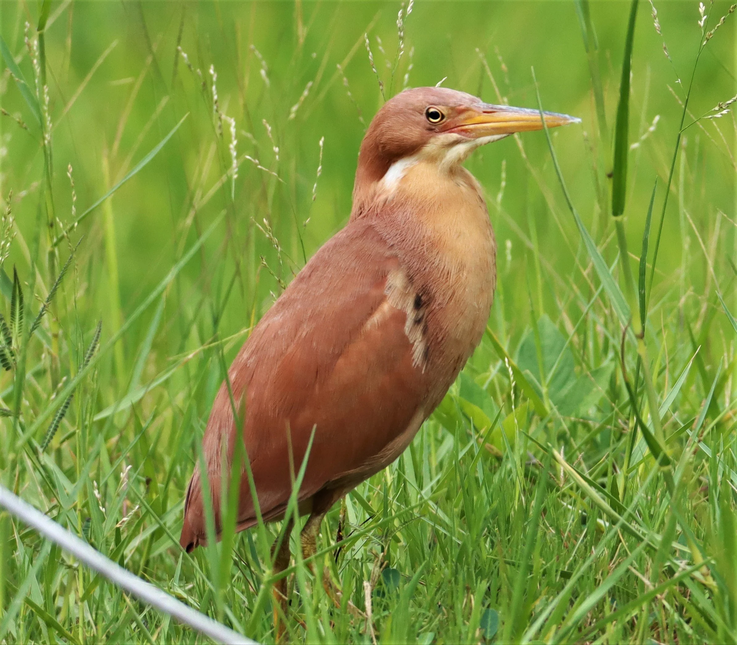 BITTERN - CINNAMON BITTERN (CHESTNUT BITTERN) - Ixobrychus cinnamomeus - BURIRAM HUAI CHORAKHE MAK (38).jpg