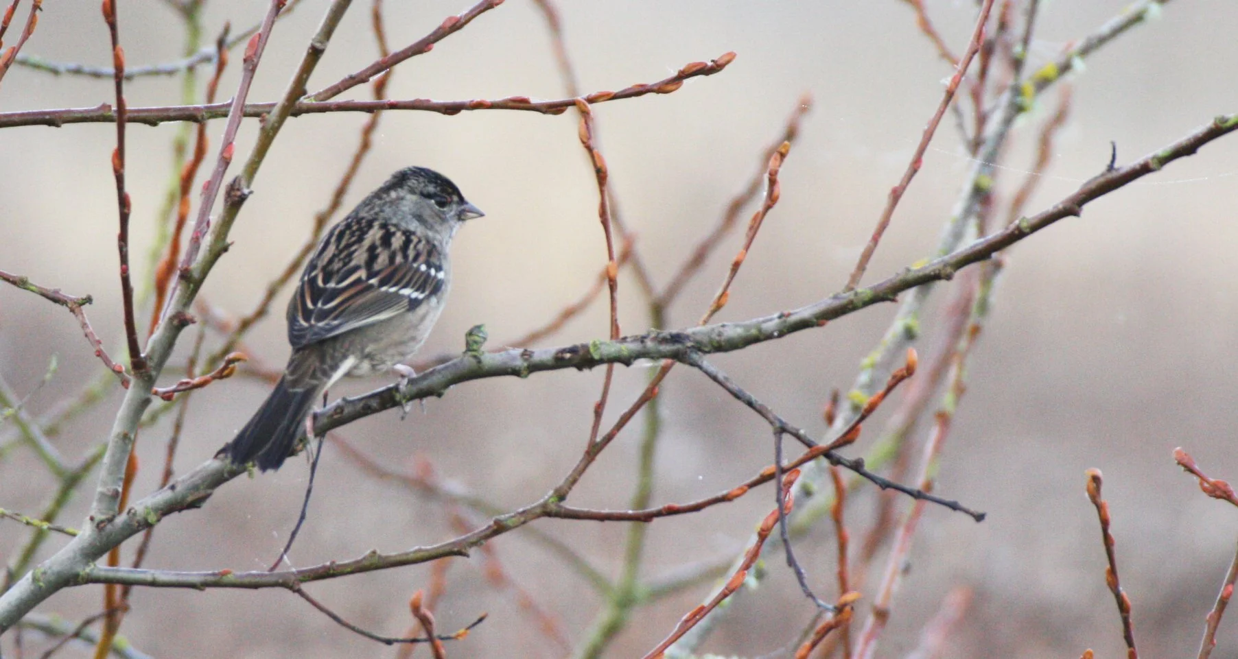 White-crowned Sparrow (Zonotrichia leucophrys) Sequim Dungeness Wetlands Olympic Peninsula (5).JPG