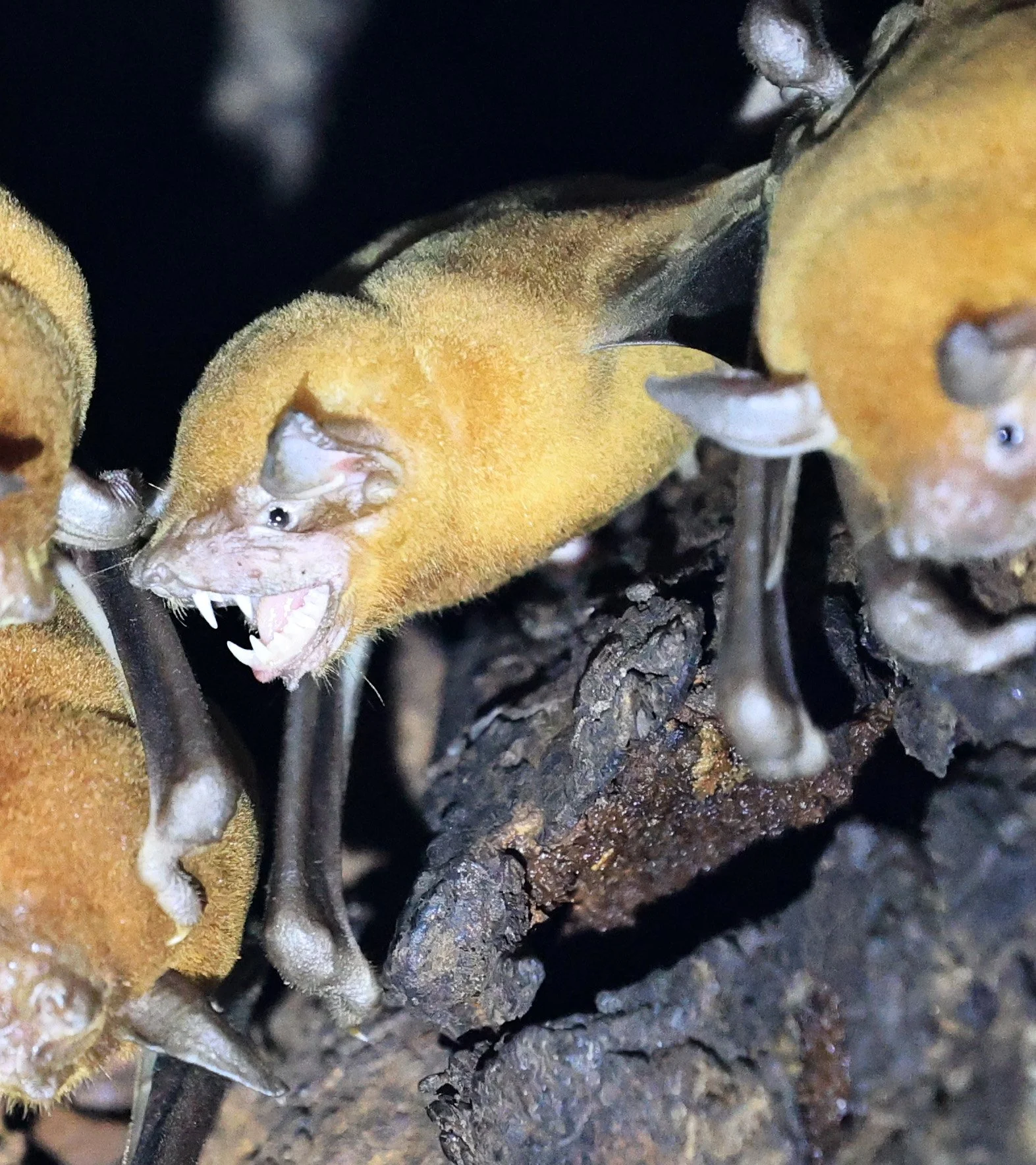 Lesser Bulldog Bat (Noctilio albiventris) or (Noctilio leporinus) Chaco Lodge & Laguna Salada Paraguay (32).jpg