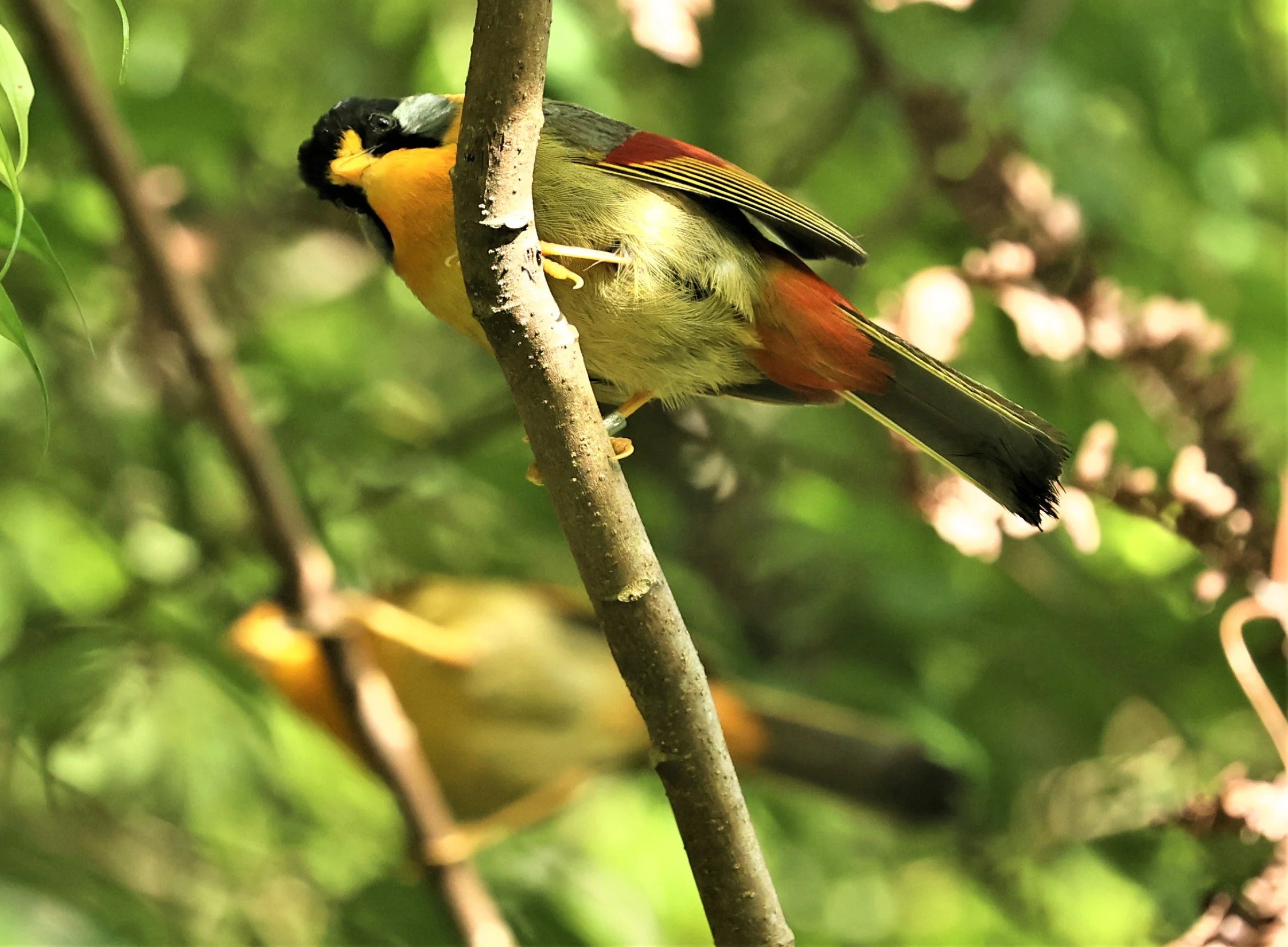 Leiothrix argentauris - SILVER-EARED MESIA - FRASER'S HILL, MALAYSIA JUNE 2022 (6).jpg