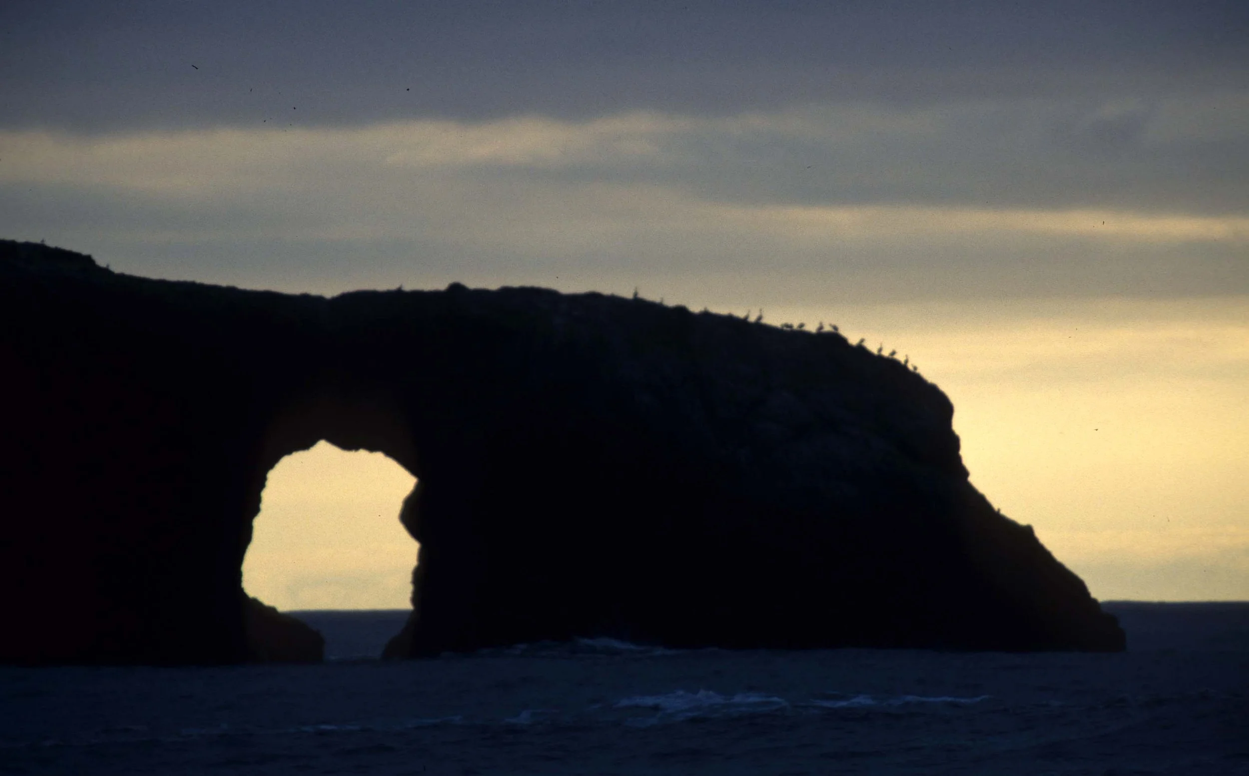 CALIFORNIA - REDWOODS NP - SUNSET.jpg