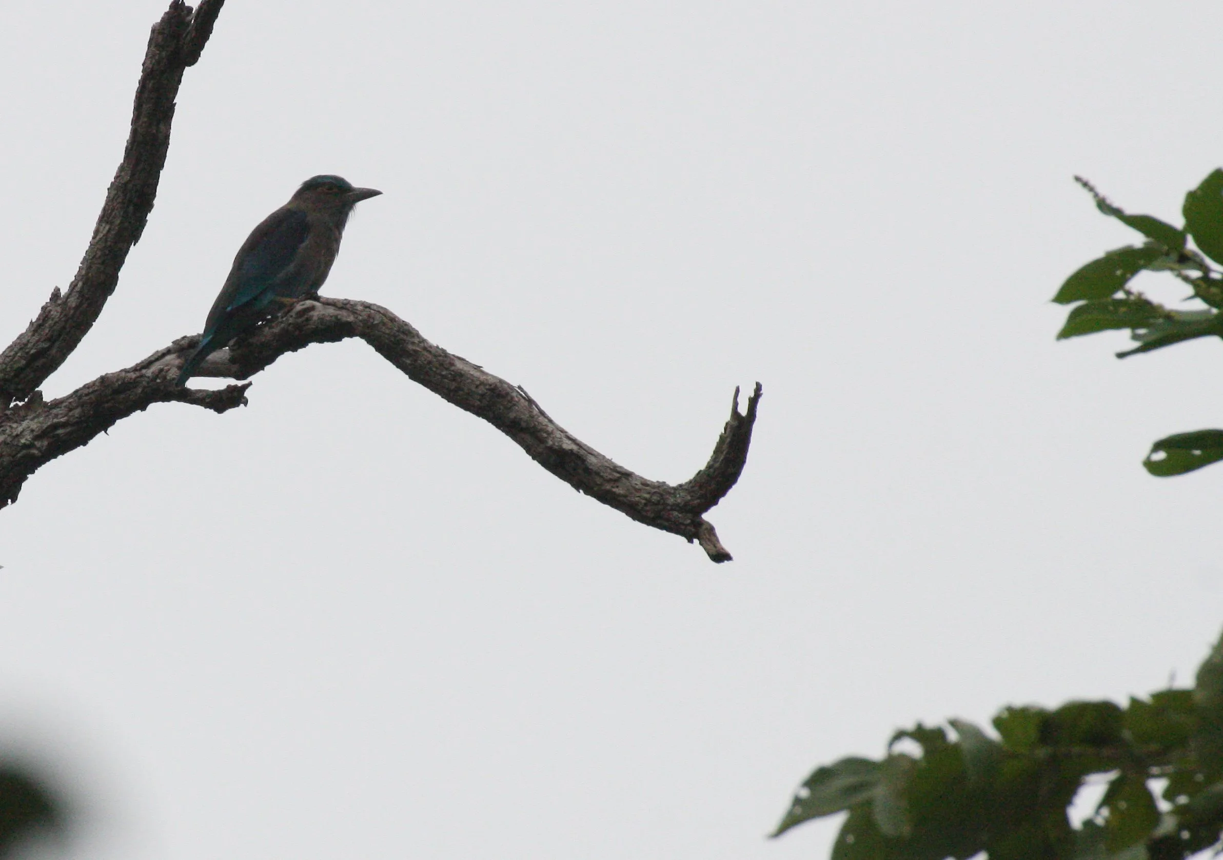 Indochinese Roller (Coracias affinis) Huai Kha Khaeng NWR Thailand (19).JPG