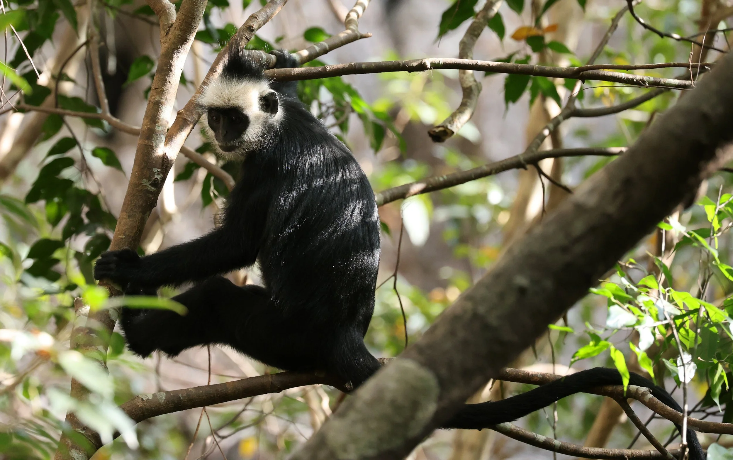 Laotian Langur or White-browed Black Langur (Trachypithecus laotum) The Rock Viewpoint, Khammouane Province Laos (50).jpg