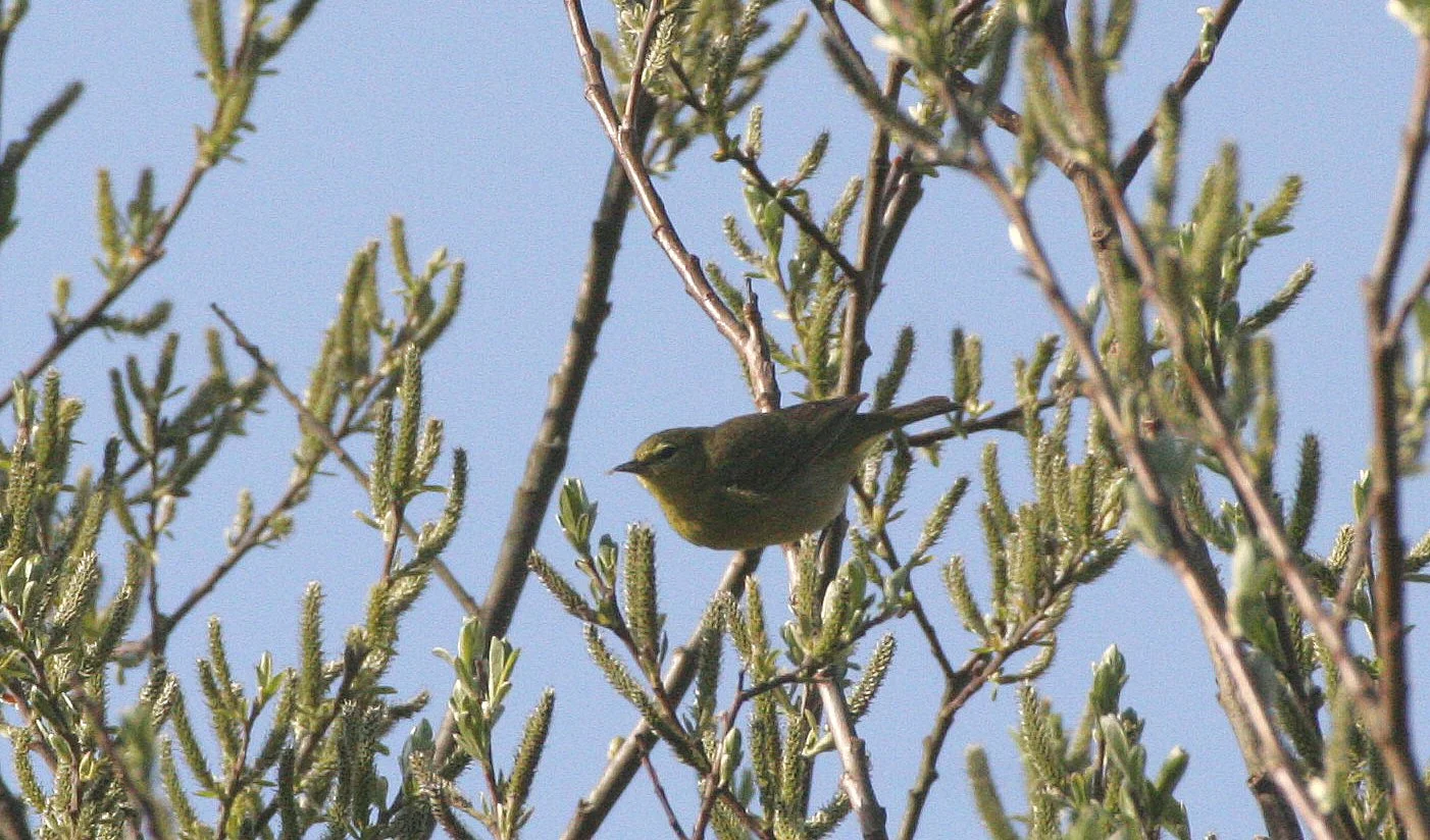 BIRD - WARBLER - ORANGE-CROWNED WARBLER - VERMIVORA CELATA - LAKE FARM WOODS WA (7).JPG