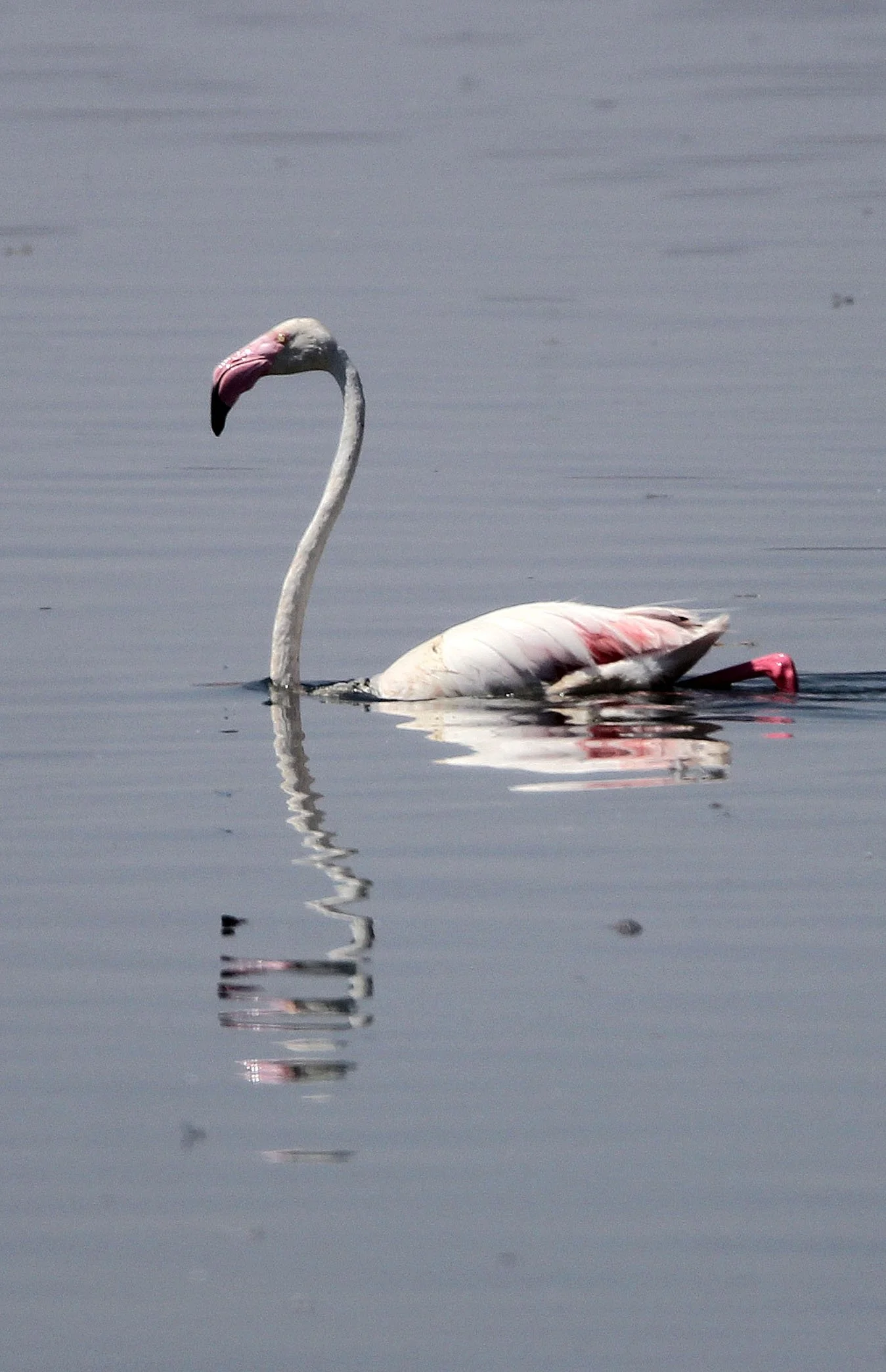 Phoenicopterus roseus - Greater Flamingo - Laguna Dulce Spain (13).JPG