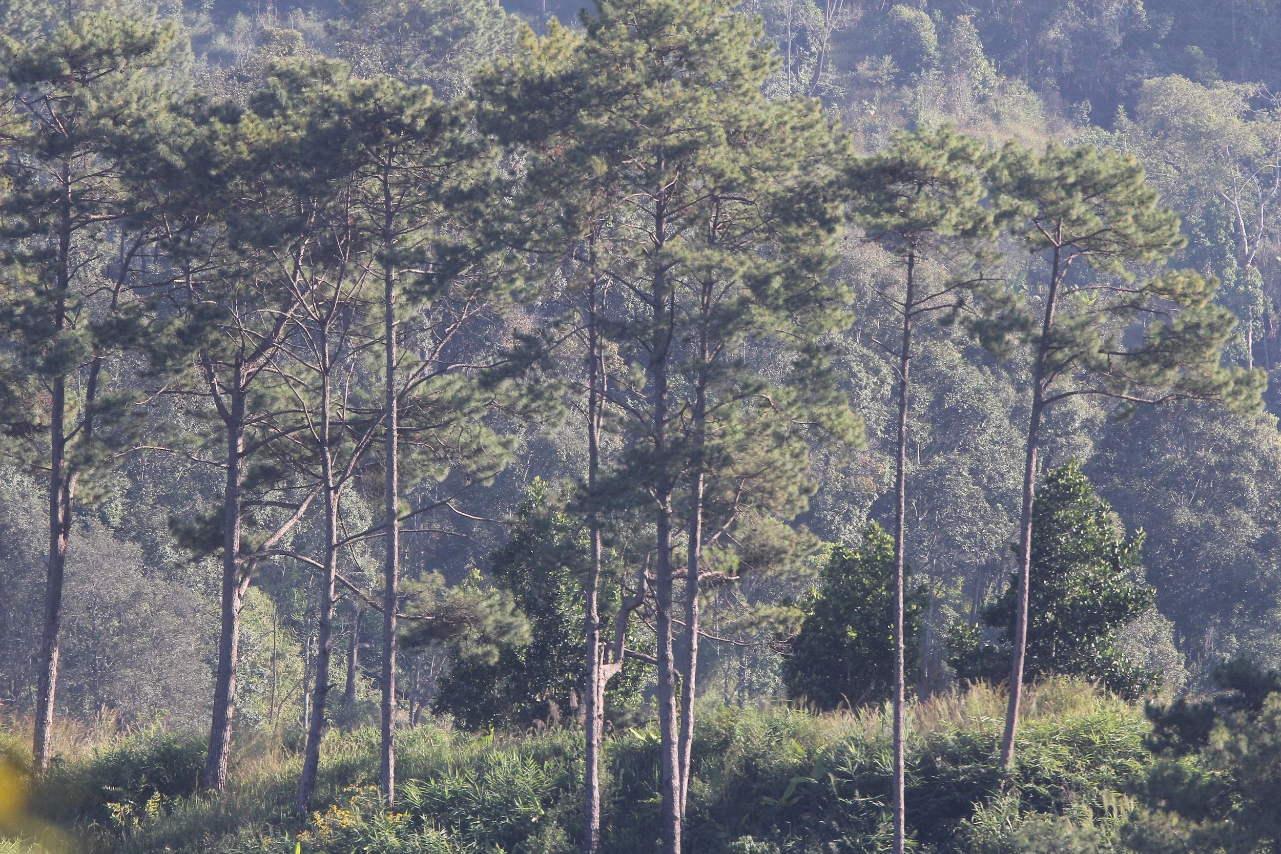 2019 Chiang Dao Road Trip (39).JPG