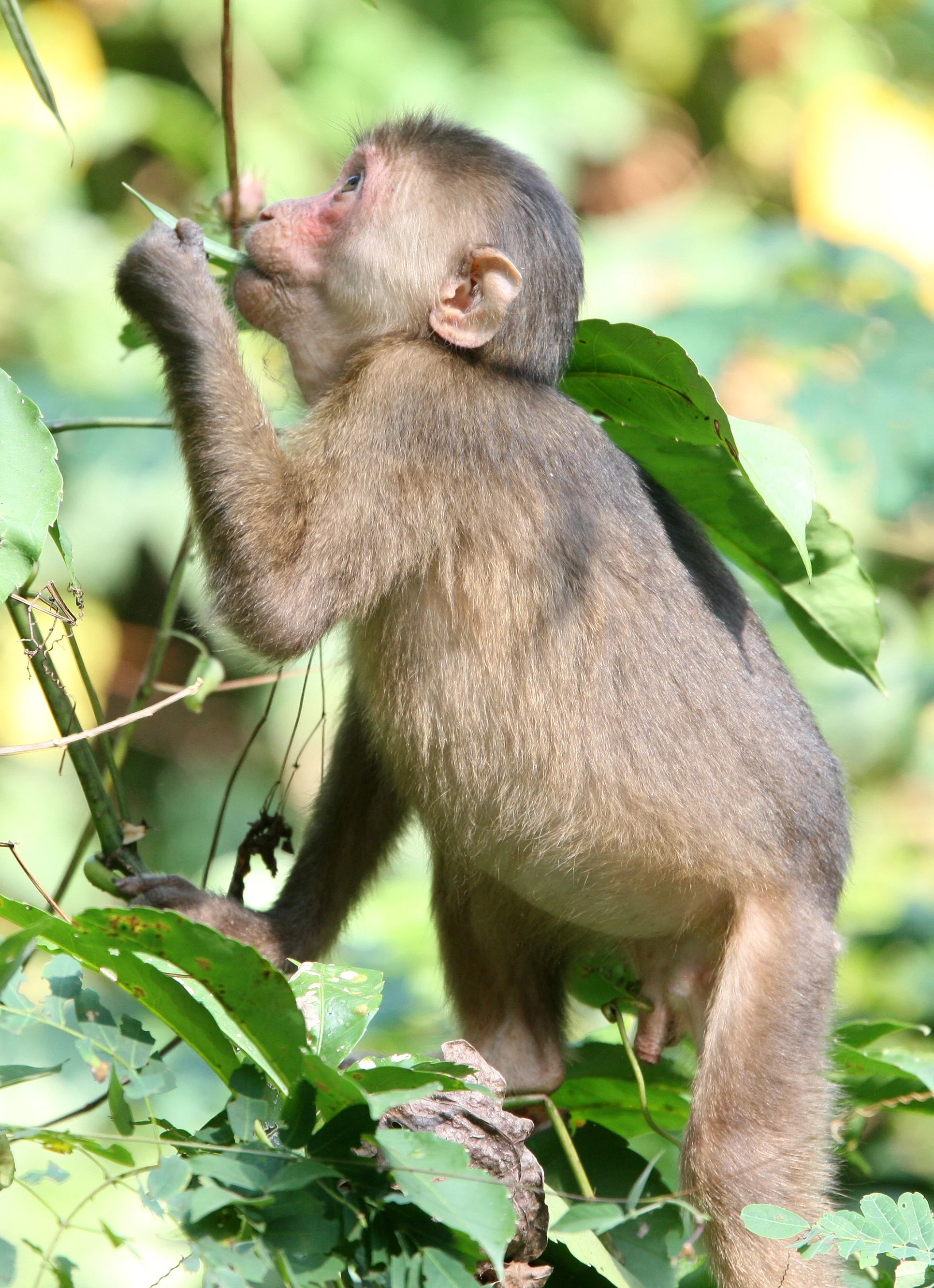 CERCOPITHECIDAE - Macaca arctoides - STUMP-TAILED MACAQUE - KAENG KRACHAN NATIONAL PARK THAILAND (55).JPG