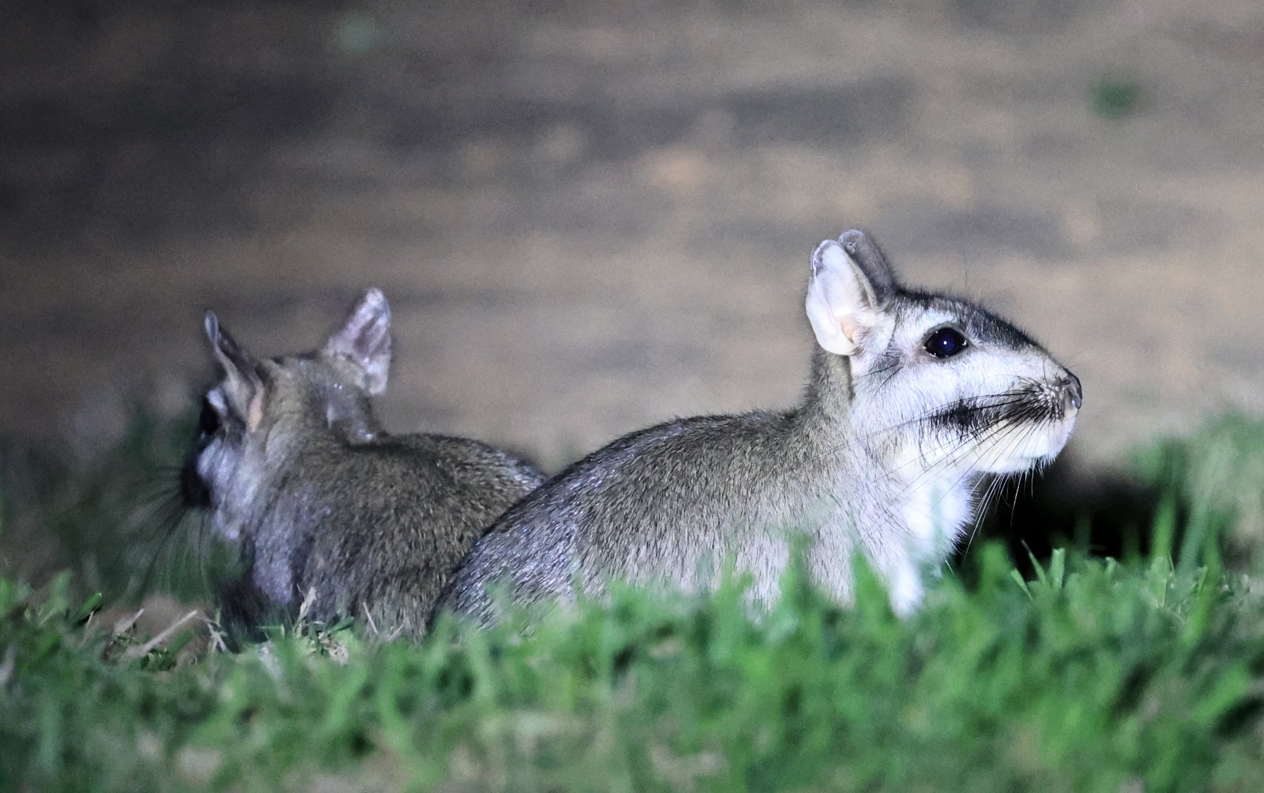 Plains Vizcacha (Lagostomus maximus) Reserva Natural Canada el Carmen, Paraguay  (45).jpg
