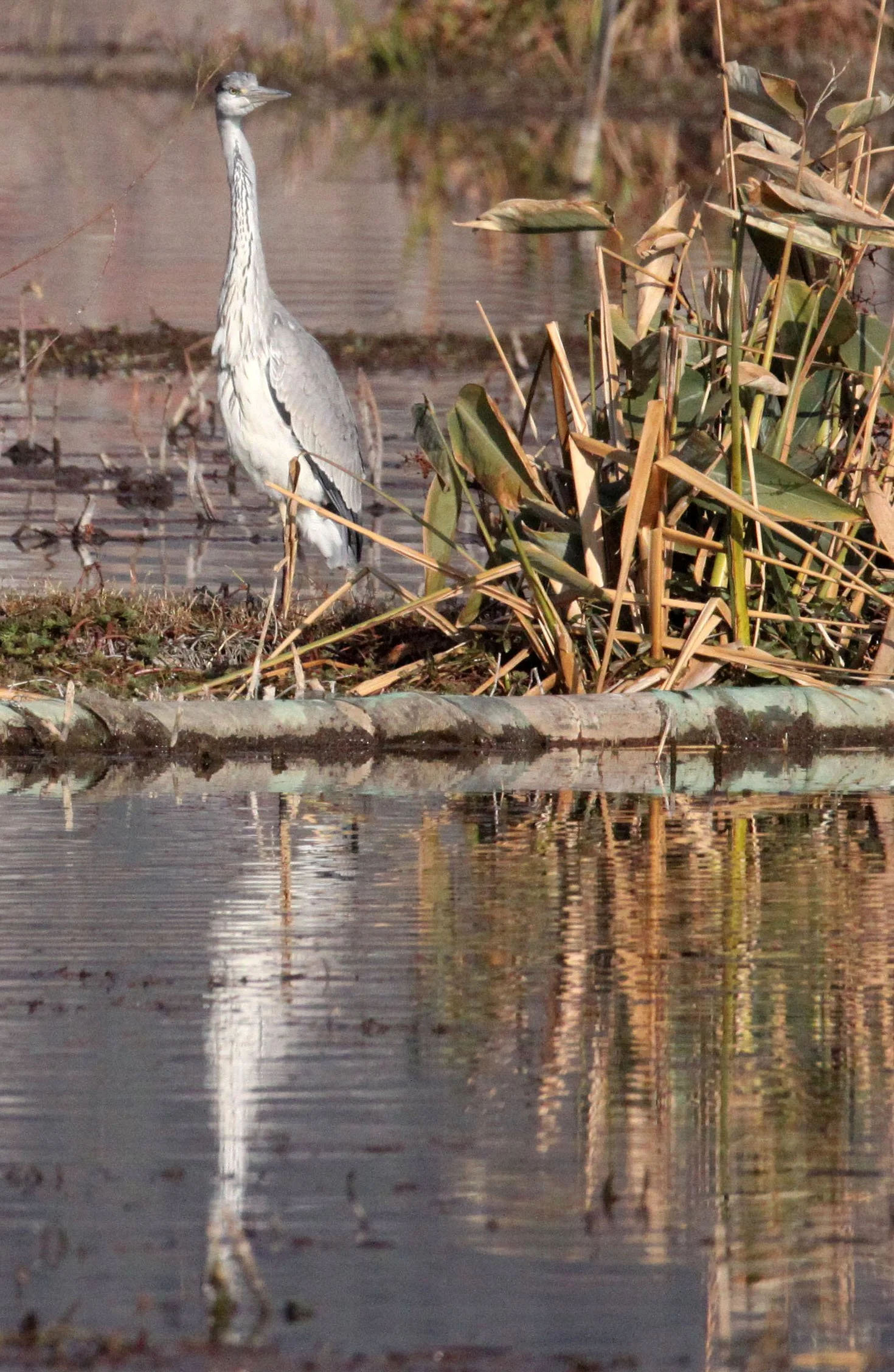 HERON - GREY HERON -  Ardea cinerea - WETLANDS NEAR ERHAI LAKE DALI YUNNAN CHINA (6).JPG