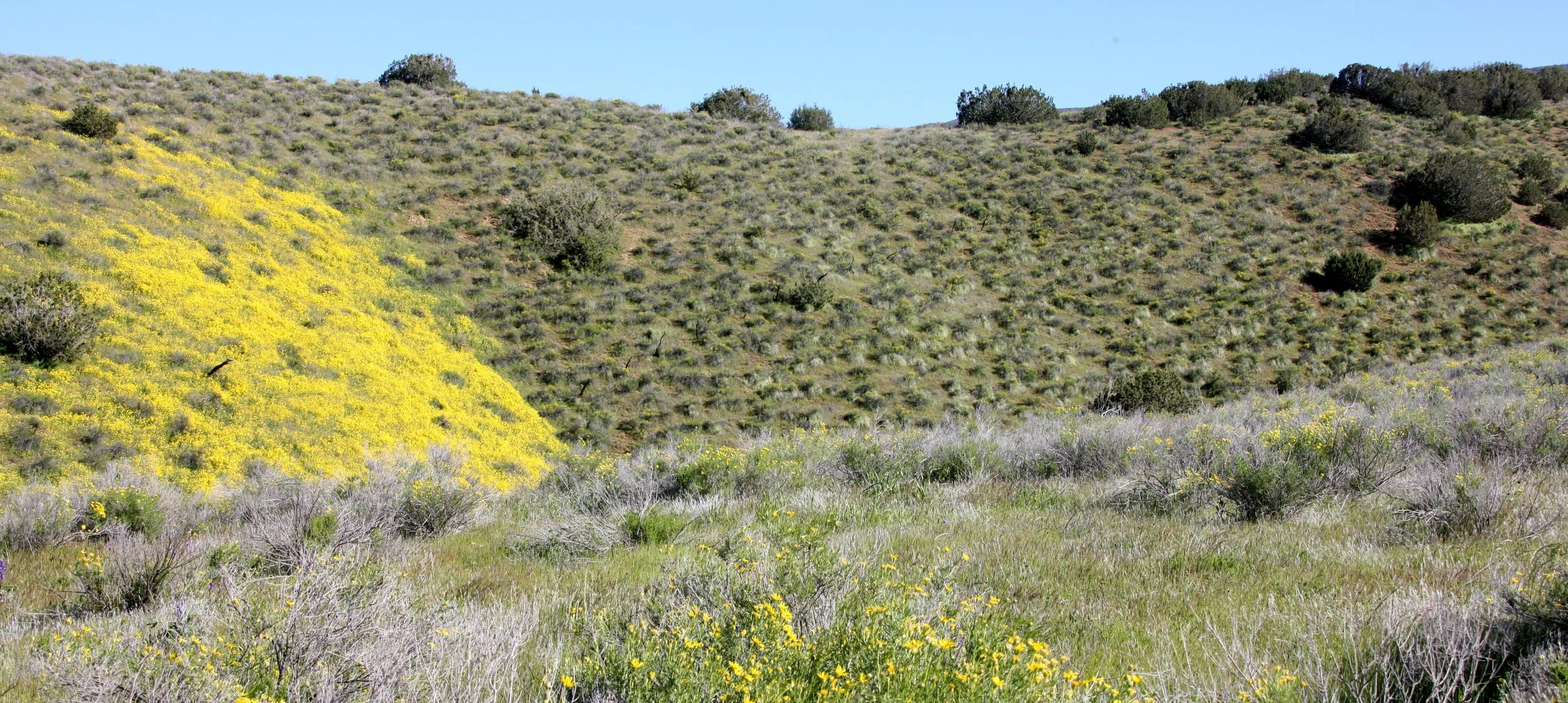 CARRIZO PLAIN NATIONAL MONUMENT - VIEWS OF THE REGION - ROADTRIP 2010 (8).JPG