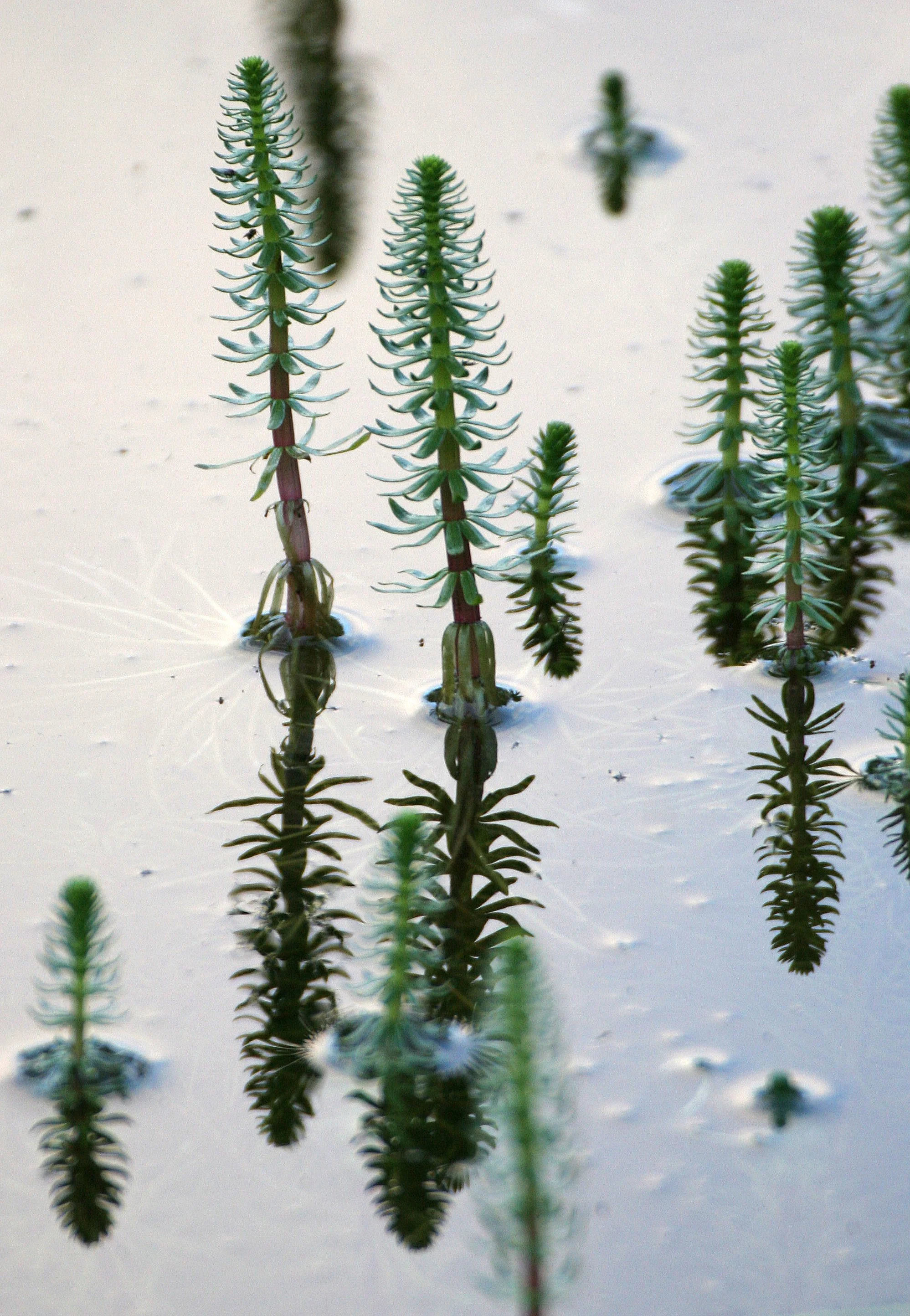 KURIL ISLANDS - FLORA  (98).jpg