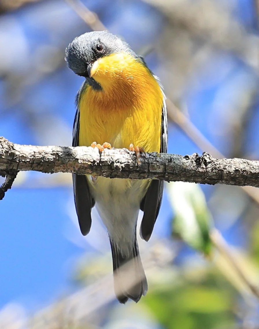Tropical Parula (Setophaga pitiayumi) Reserva Natural Canada el Carmen, Paraguay (6).jpg