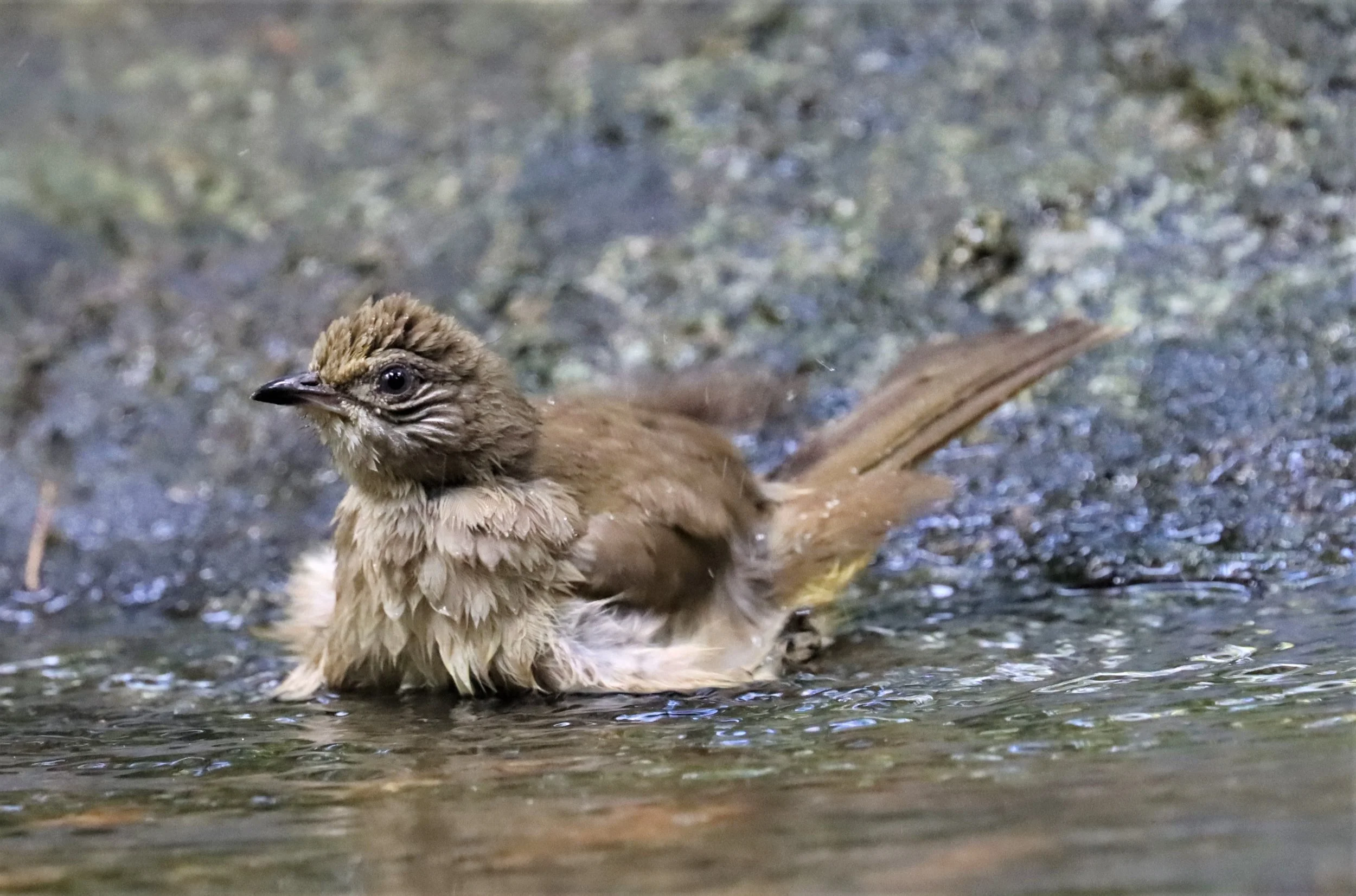 BULBUL - STREAK-EARED BULBUL - Pycnonotus blandfordi - WAT THAM PRATHUN CHONBURI (5).jpg