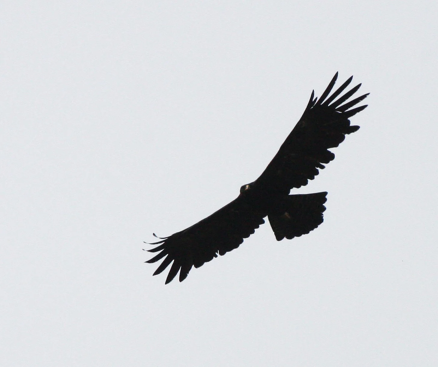 Ictinaetus malaiensis - BLACK EAGLE - KAENG KRACHAN THAILAND (28).JPG
