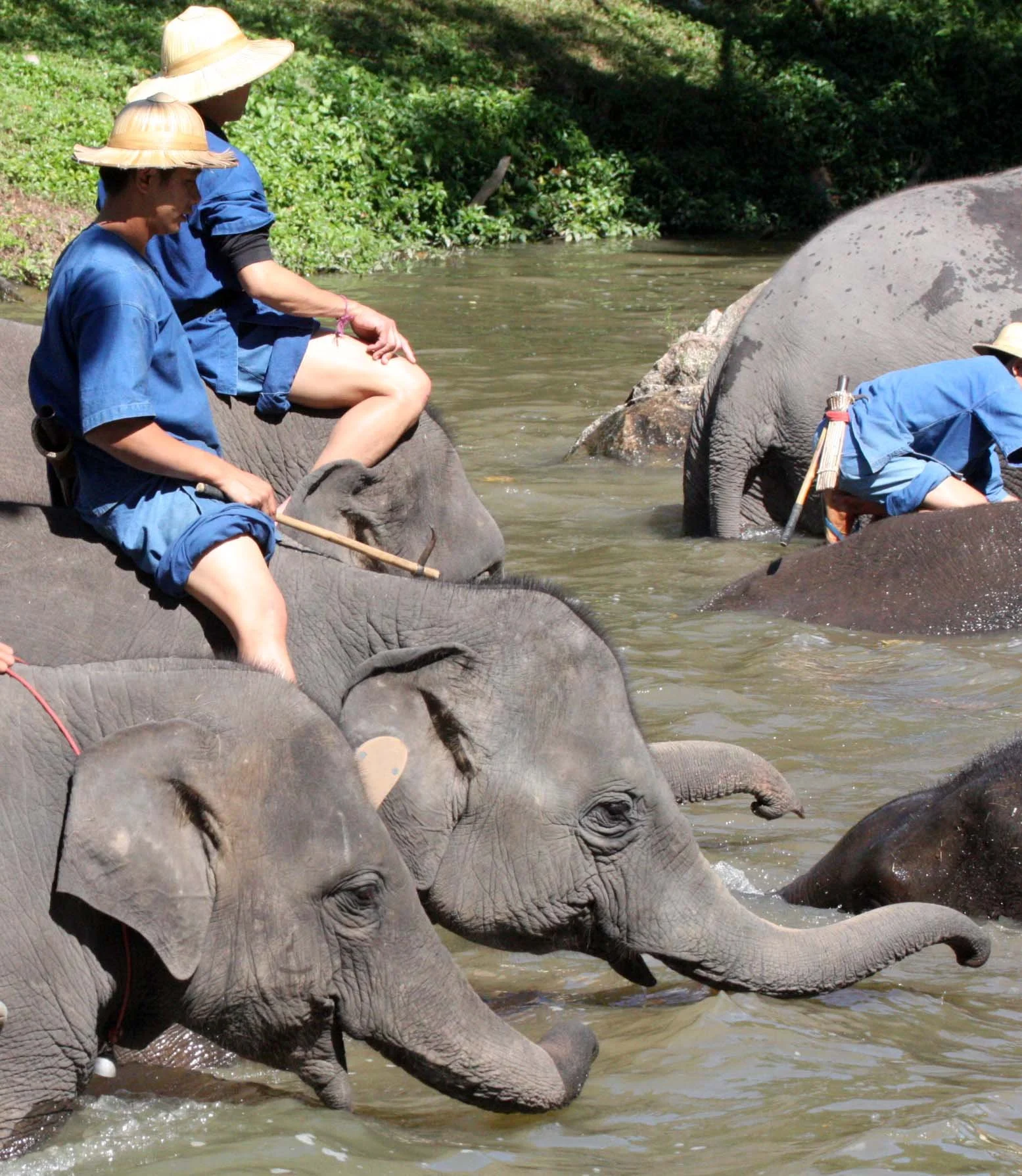 2008 Lampang City & Elephant Center (84).JPG