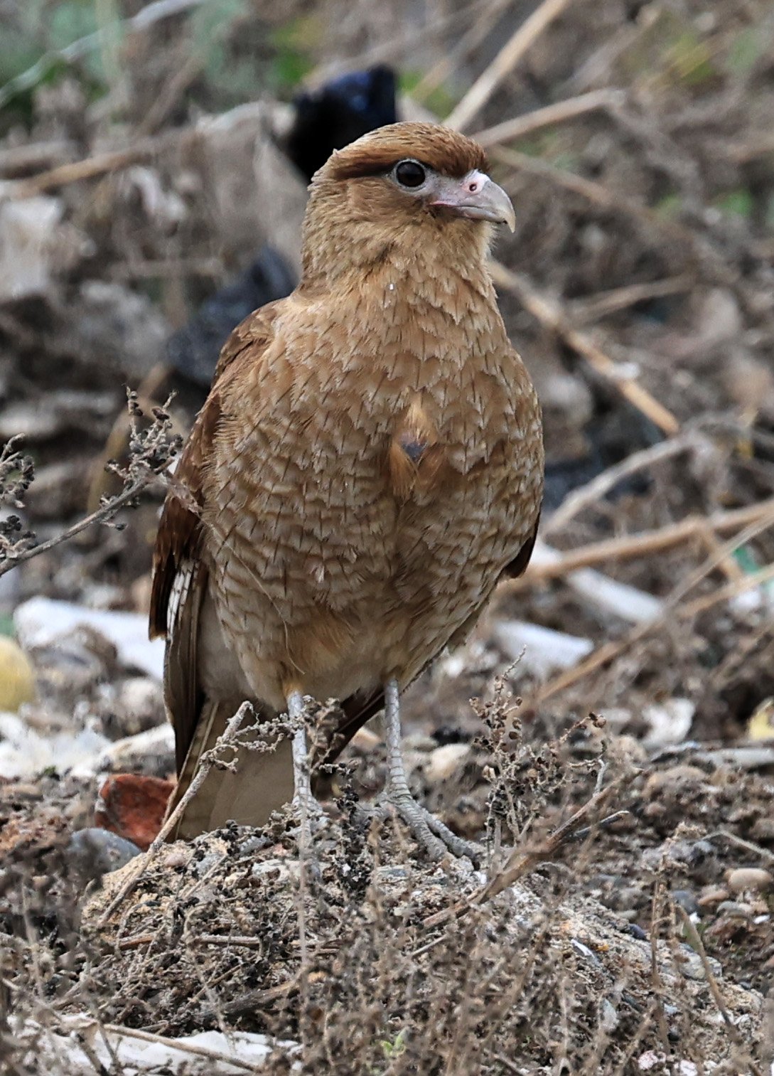 Chimango Caracara (Daptrius chimango) Lagunas del Ornitólogo, Trelew Argentina (18).jpg