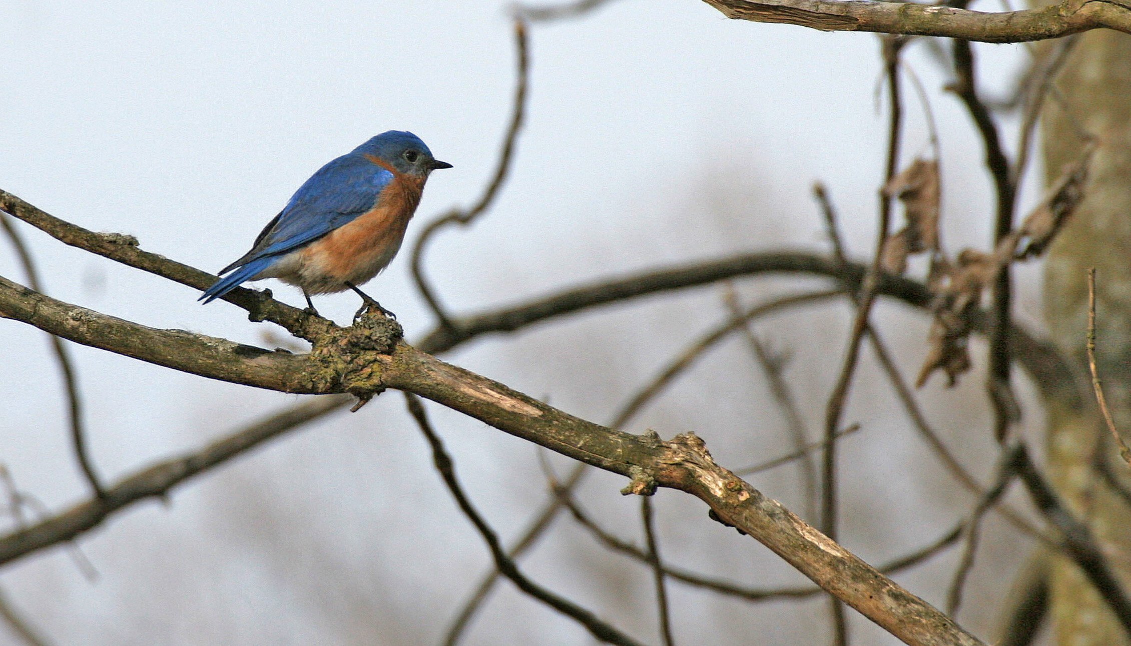 Eastern Bluebird (Sialia sialis) Lincoln Marsh Wheaton Illinois (26).JPG
