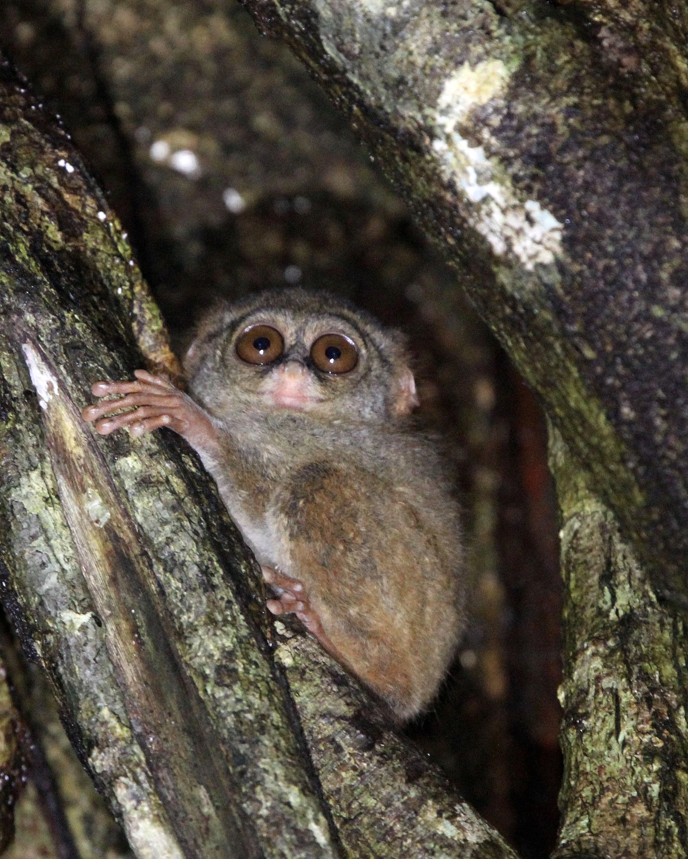 TARSIIDAE - Tarsius tarsier - SELAYAR (SPECTRAL) TARSIER - TANGKOKO NATIONAL PARK SULAWESI INDONESIA (55).JPG