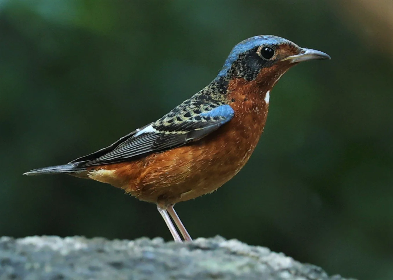 ROCK-THRUSH - WHITE-THROATED ROCK-THRUSH - Monticola gularis - WAT THAM PRATHUM CHONBURI JAN 30 2022 (93).jpg