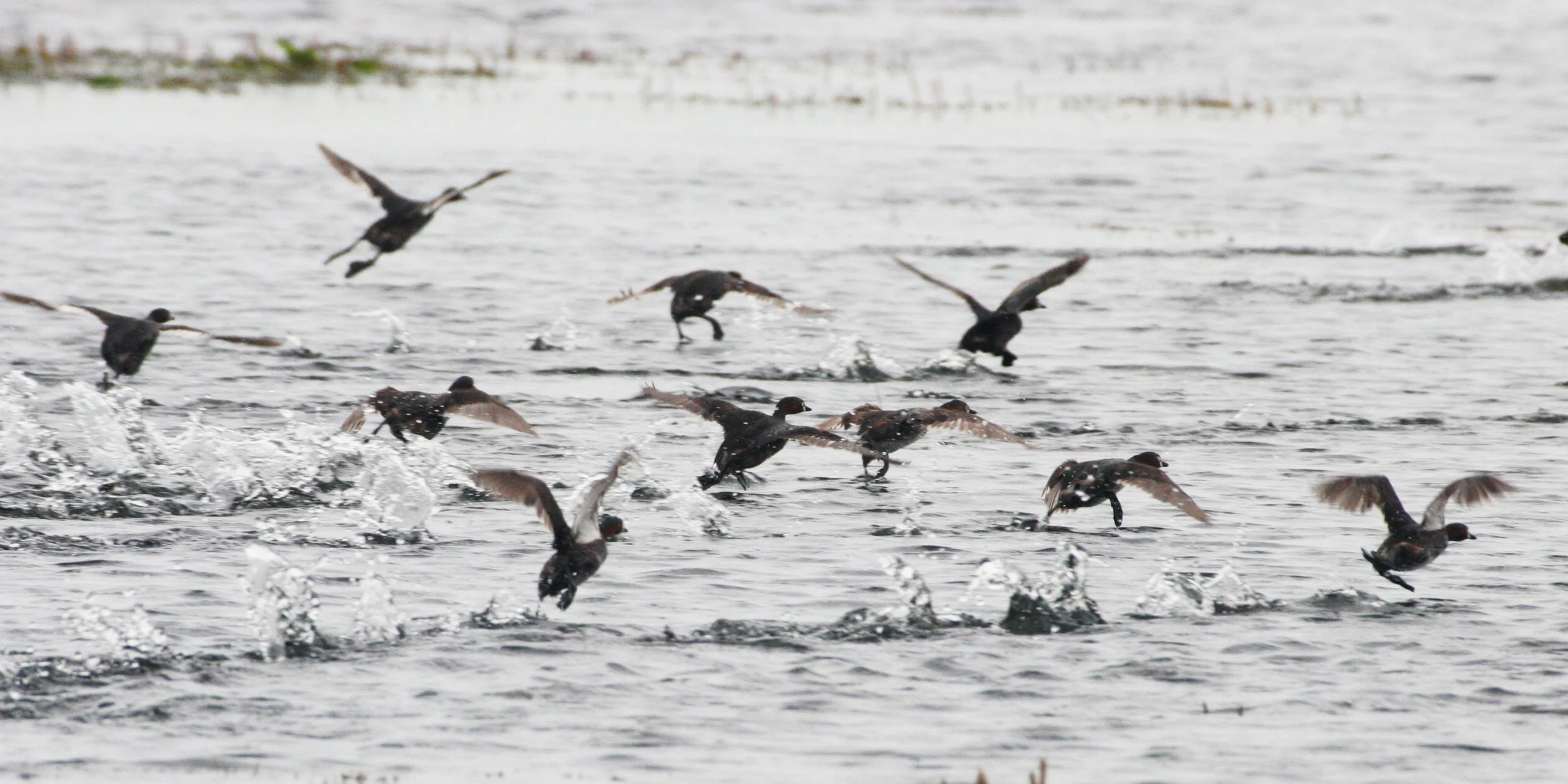 Little Grebe (Tachybaptus ruficollis) Bueng Boraphet Wetlands Nakhon Sawan Thailand (67).JPG