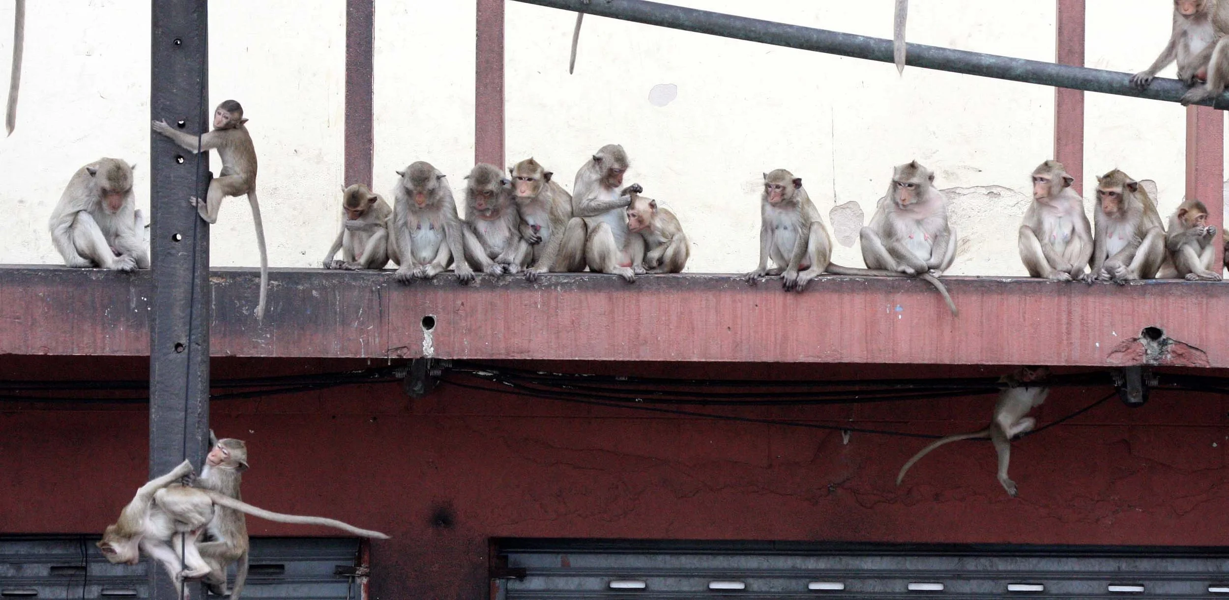 2008 Lopburi Road Trip with Macaques and Temples (39).JPG