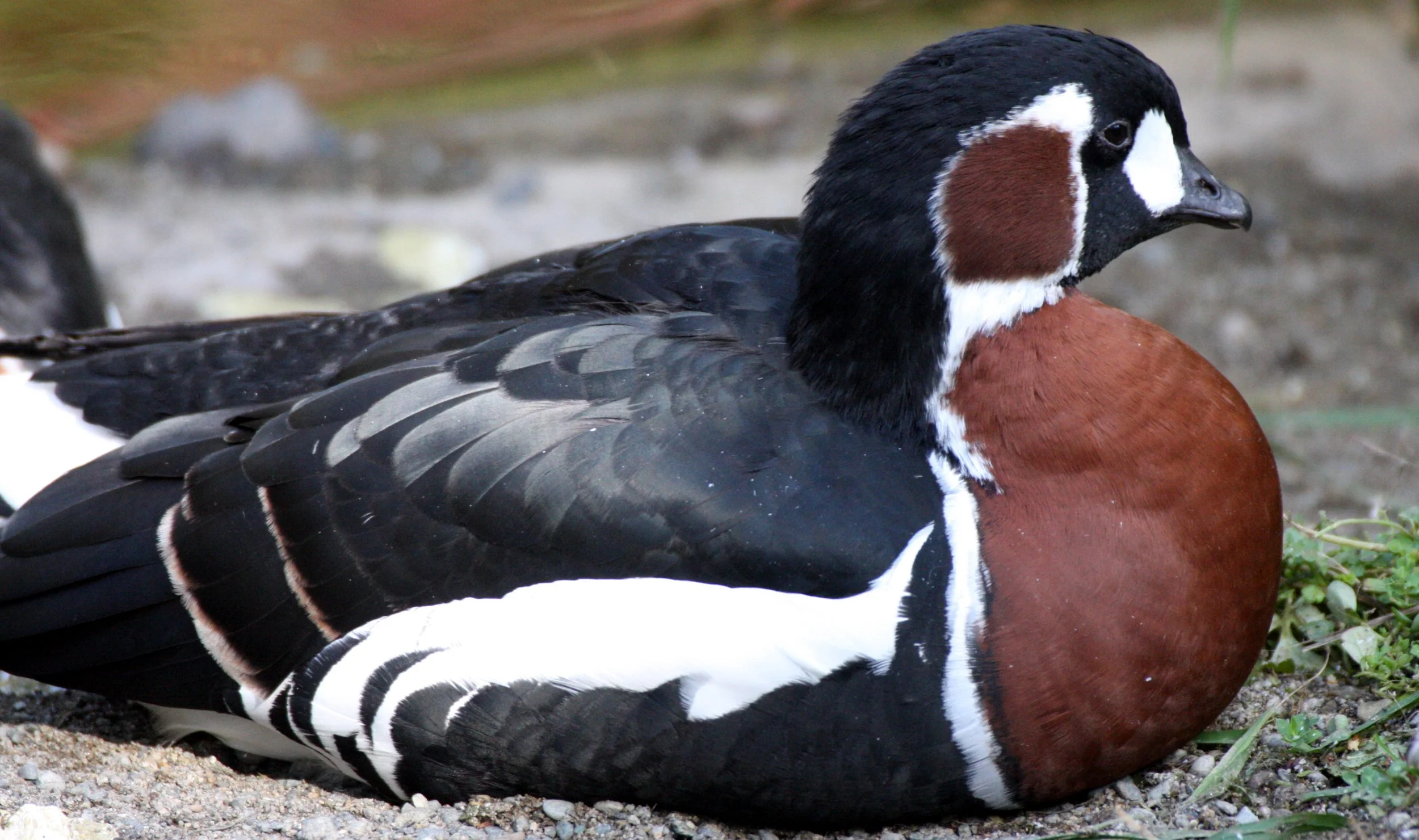 BIRD - GOOSE - RED-BREASTED GOOSE - WOODLAND (5).JPG