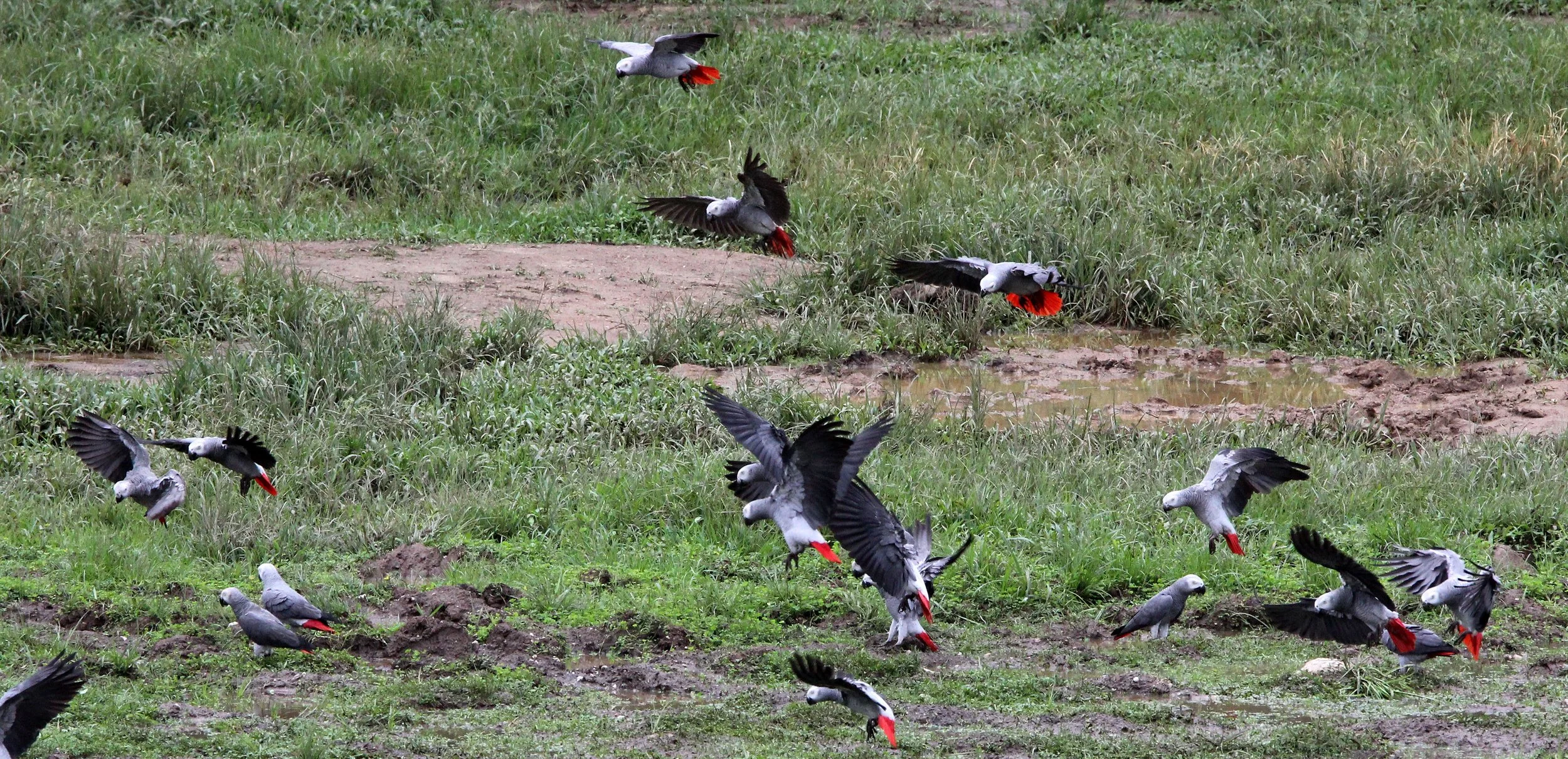BIRD - PARROT - AFRICAN GREY PARROT - DZANGA BAI - DZANGA NDOKI NP CENTRAL AFRICAN REPUBLIC (39).JPG