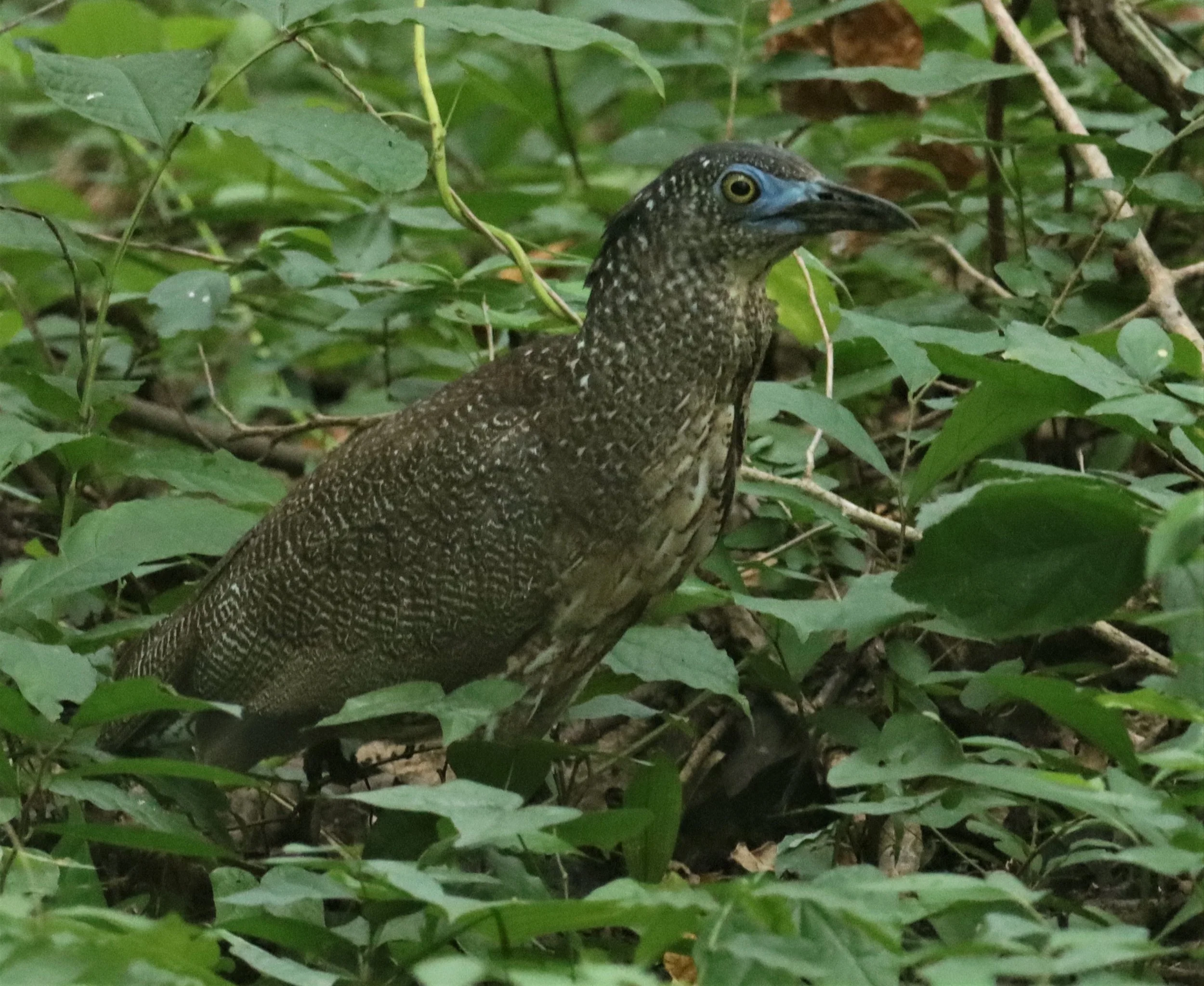 HERON - MALAYSIAN NIGHT HERON - Gorsachius melanolophus - BAAN MAKA RESORT PETBURI (16).jpg