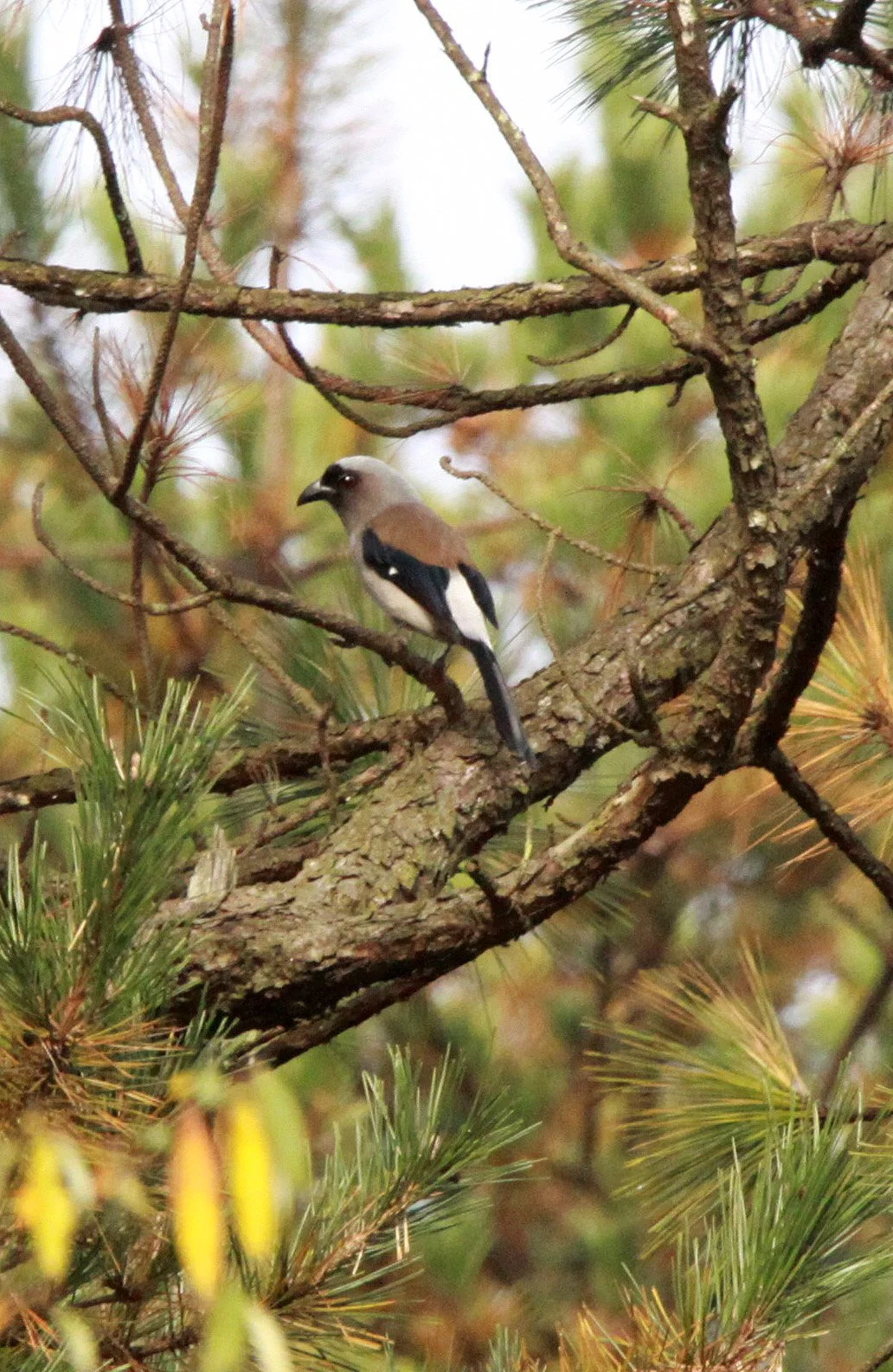 BIRD - TREEPIE - MEIHUASHAN - FUJIAN CHINA (2).JPG
