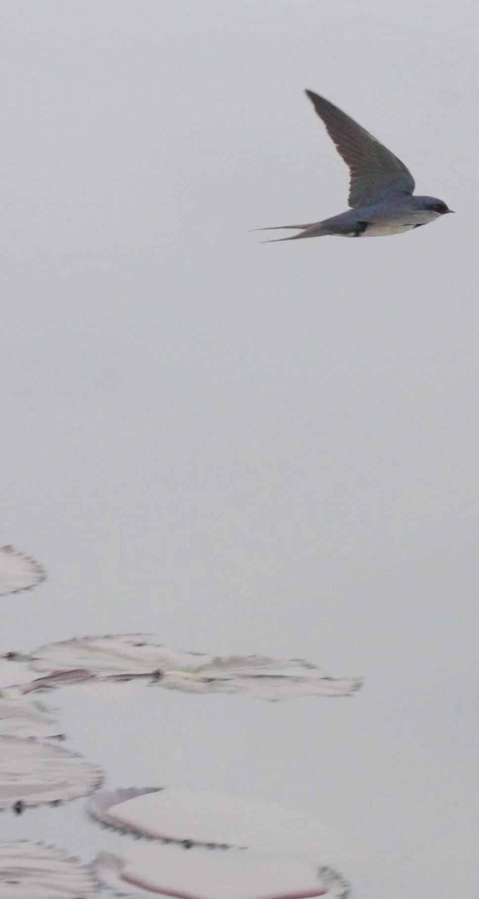 Barn Swallow (Hirundo rustica) Bueng Boraphet Wetlands Nakhon Sawan Thailand (13).JPG