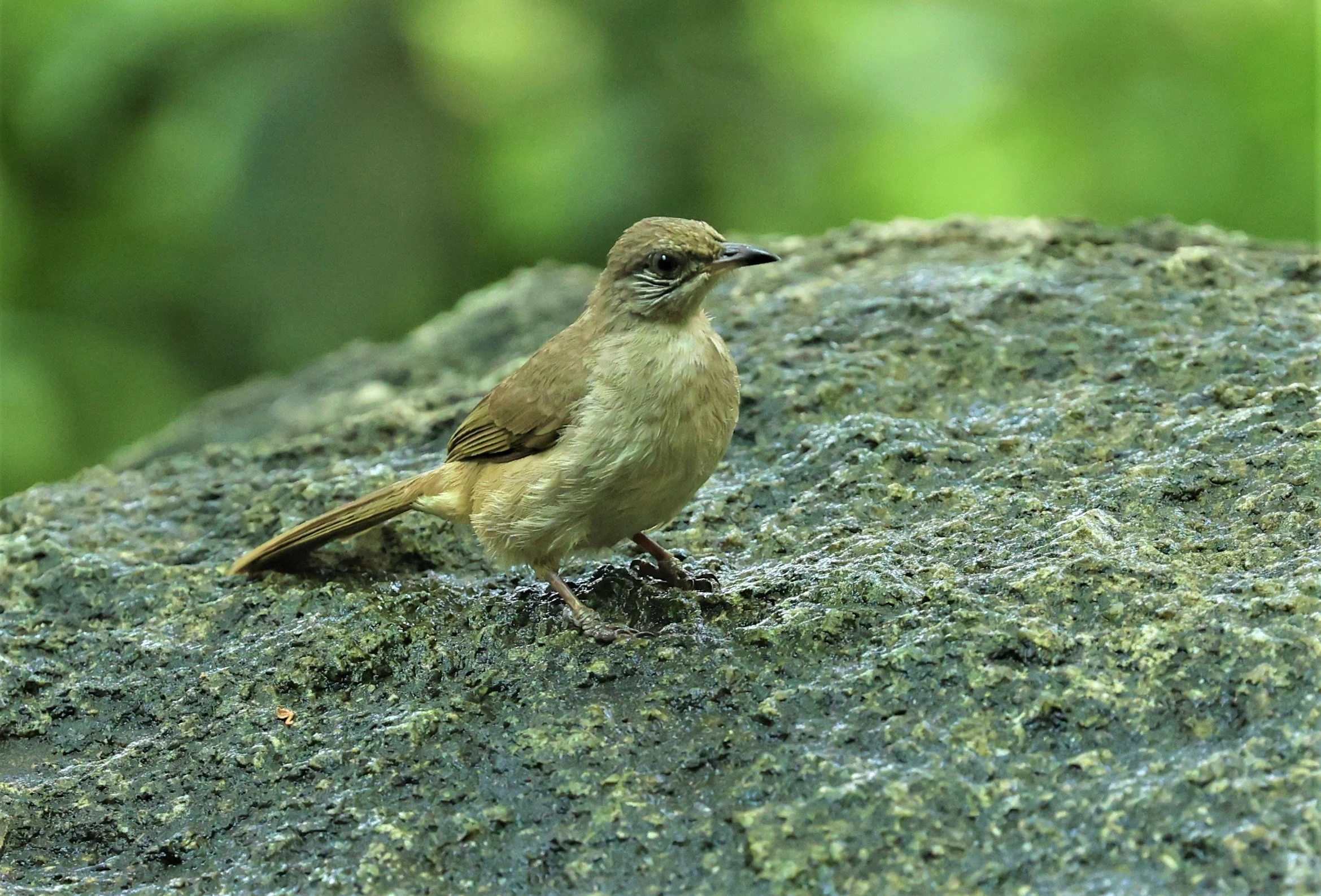 BULBUL - STREAK EARED BULBUL - Pycnonotus blandfordi - WAT THAM PRATHUM CHONBURI March 2022 (1).jpg
