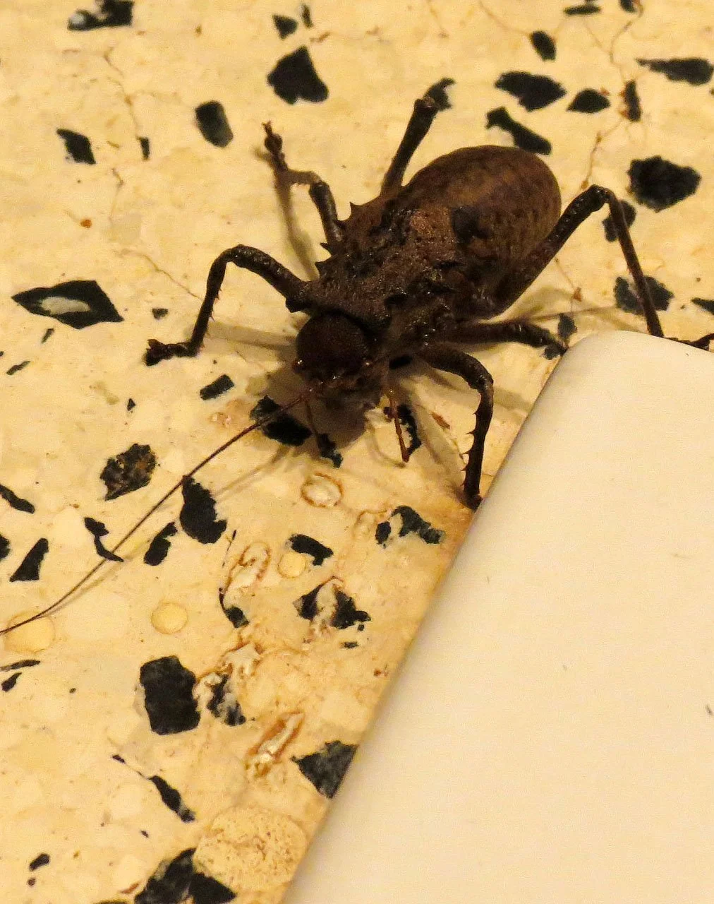 QUEEN ELIZABETH NATIONAL PARK UGANDA (16).JPG