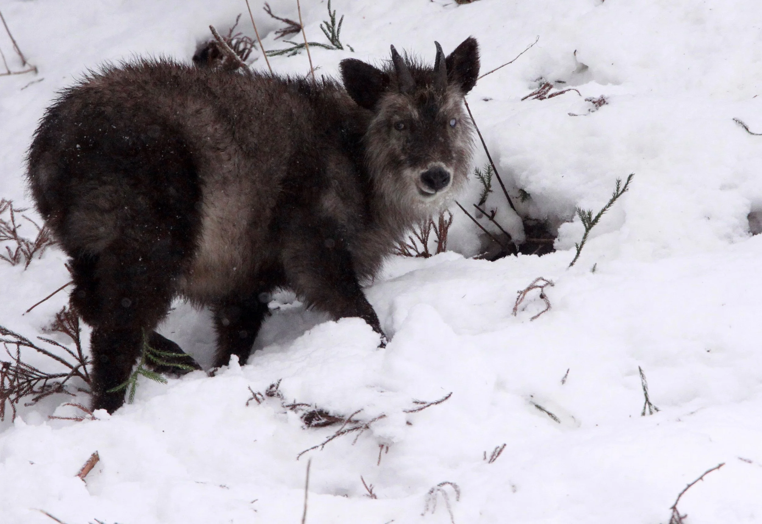 SEROW - JAPANESE SEROW - Capricornis crispus - JIGOKUDANI ONSEN NAGANO PREFECTURE JAPAN (42).JPG