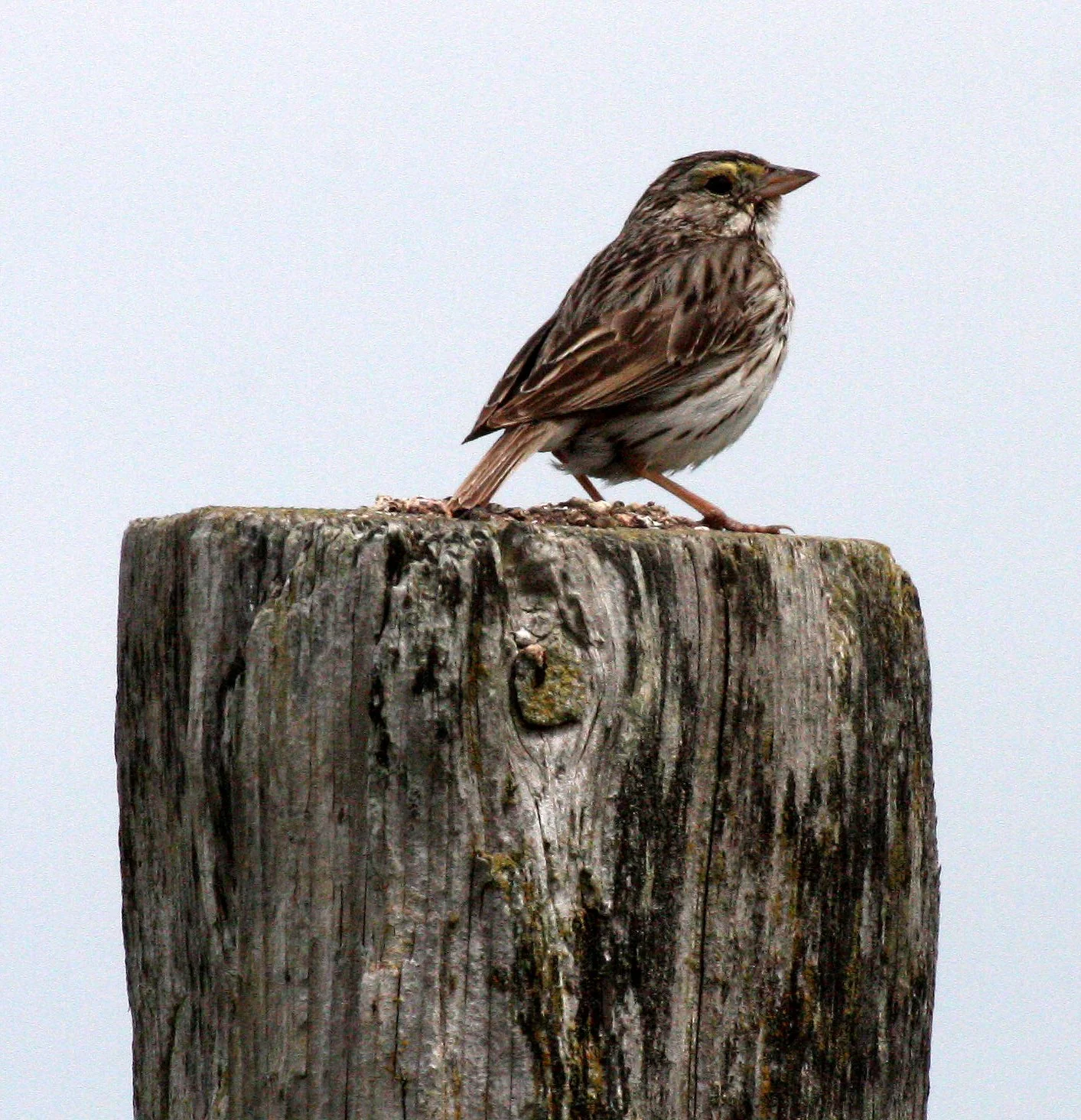 Savannah Sparrow (Passerculus sandwichensis) Dungeness NWR Sequim Washington (10).JPG