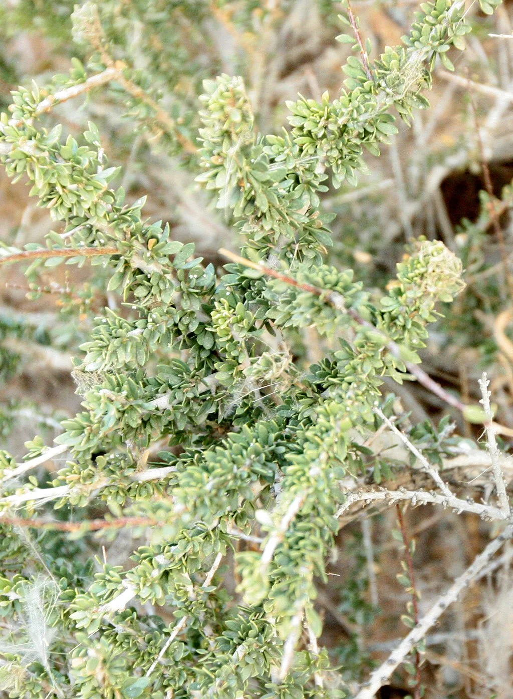 NAMIBIA - SESRIEM CANYON NAMIB NAUKLUFT NATIONAL PARK (16).JPG