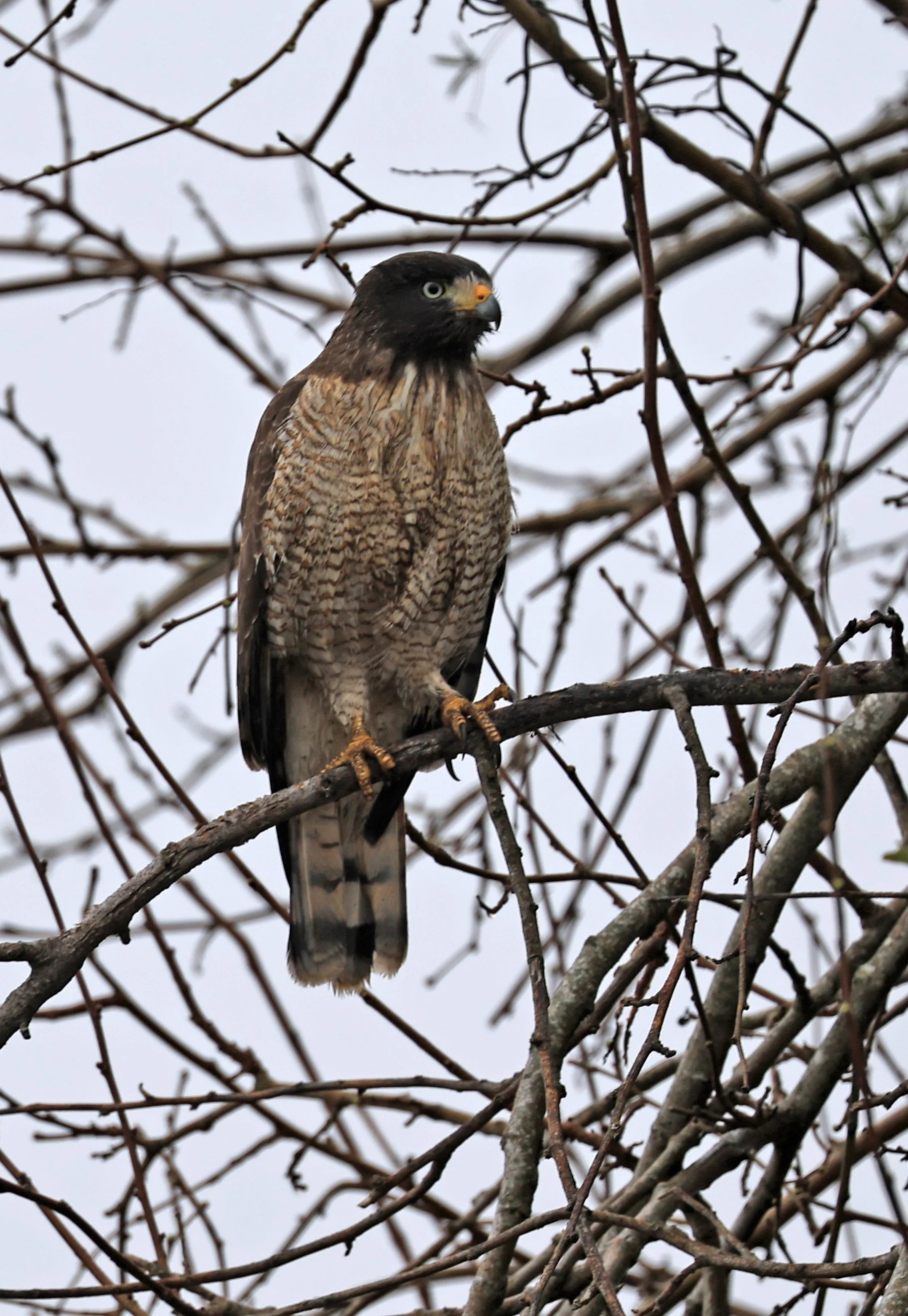 Roadside Hawk (Rupornis magnirostris) Reserva Natural Ceibas, Entre Rios, Argentina  (3).jpg