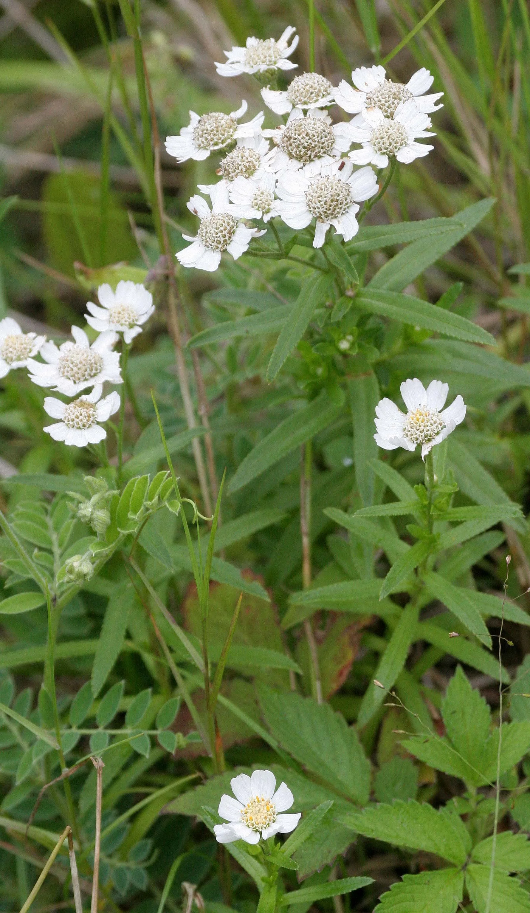 KURIL ISLANDS - FLORA  (86).jpg