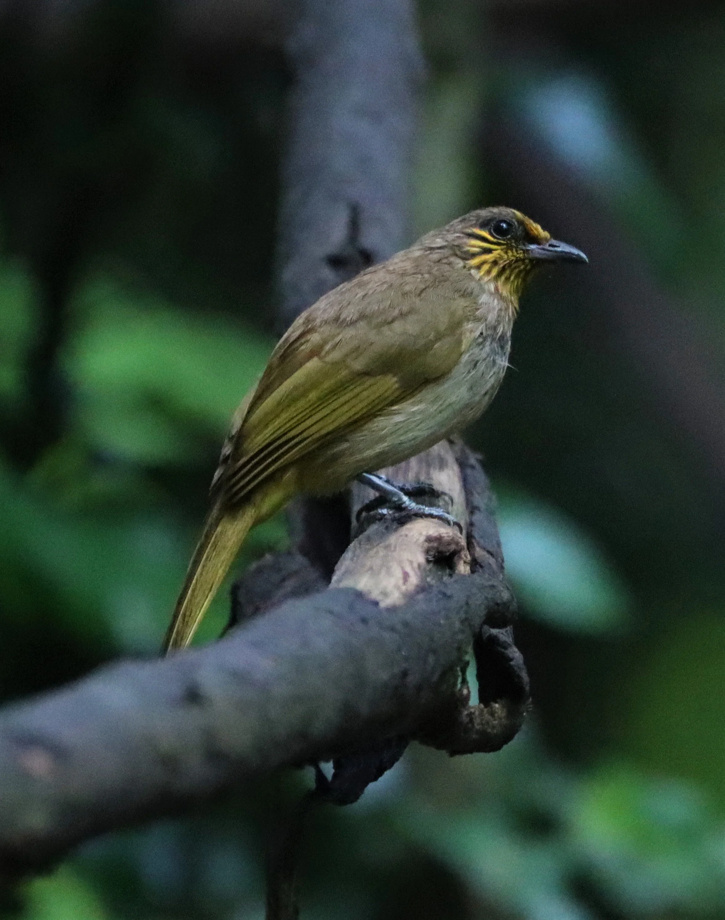 BULBUL - STRIPE-THROATED BULBUL - Pycnonotus finlaysoni - LUNG SIN HIDE KAENG KRACHAN 2021 (4).jpg