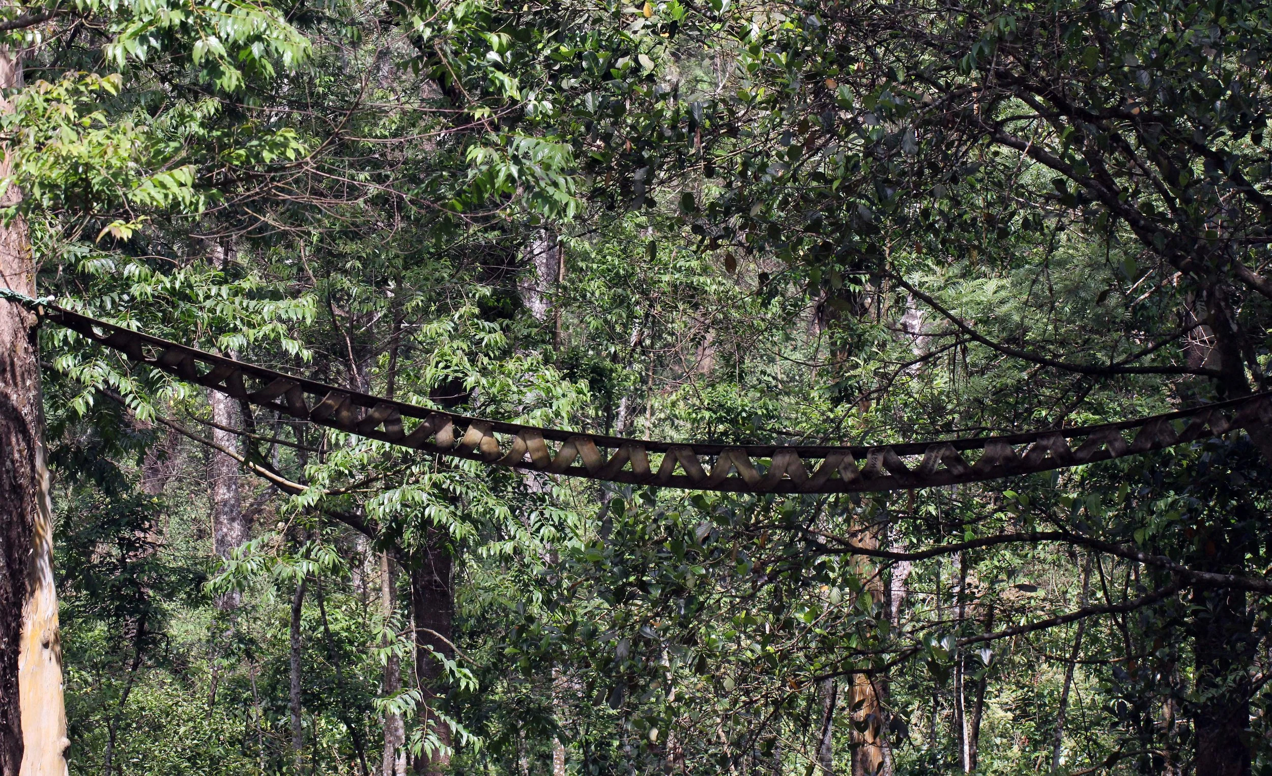 CERCOPITHECIDAE - Macaca silenus -LION-TAILED MACAQUE - VALPARAI TAMIL NADU INDIA - PHOTO BY SOM SMITH (12).JPG