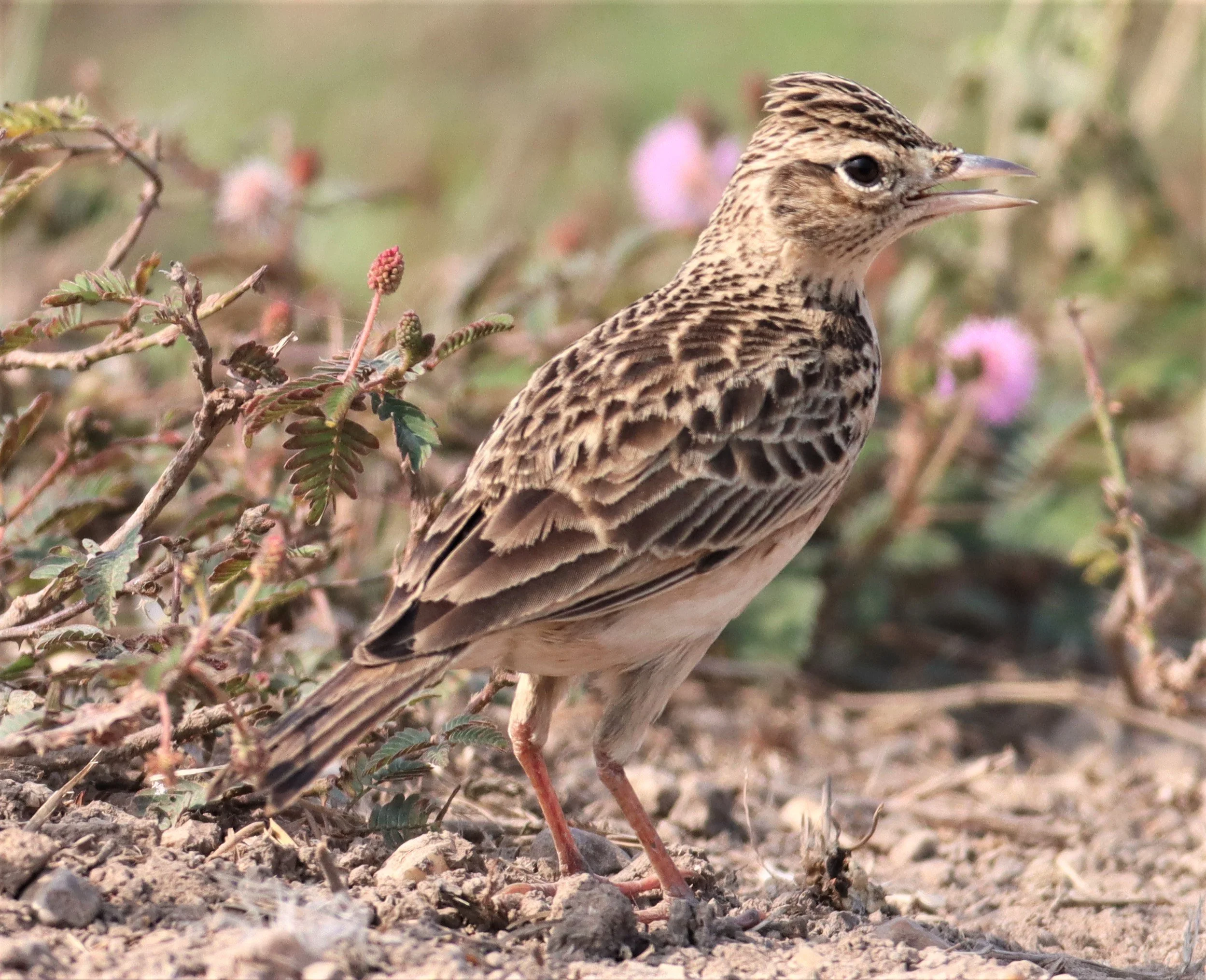 Oriental Skylark (Alauda gulgula) Bang Khaem Wetlands Nakhon Pathom (14).jpg