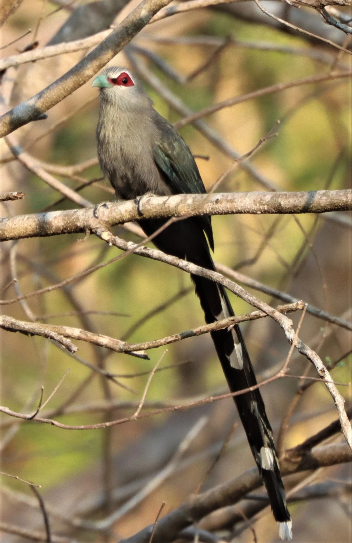 Green-billed Malkoha (Phaenicophaeus tristis) Pak Chong Hot Springs Thailand (19).jpg